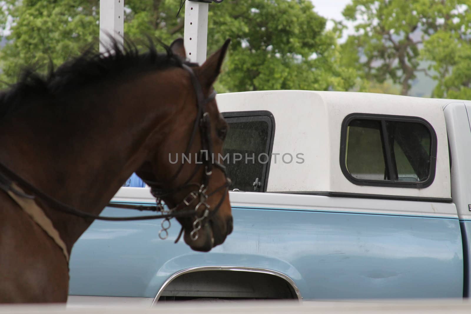 Dark brown horse at the farm.