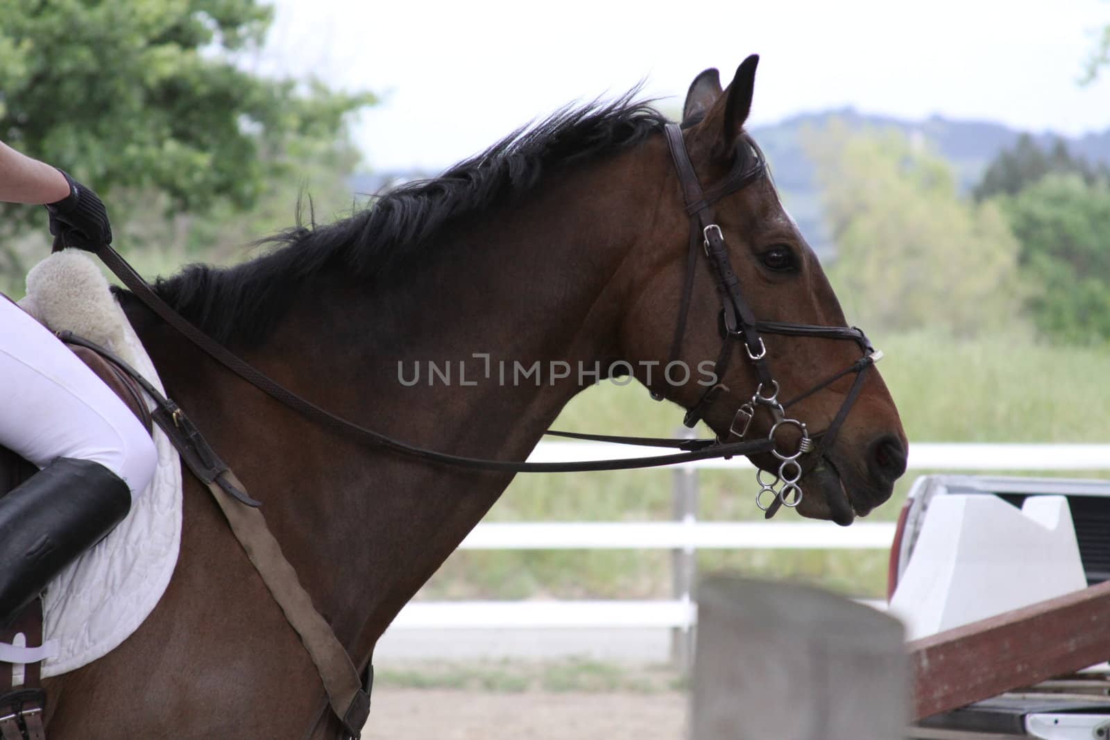 Dark brown horse at the farm.