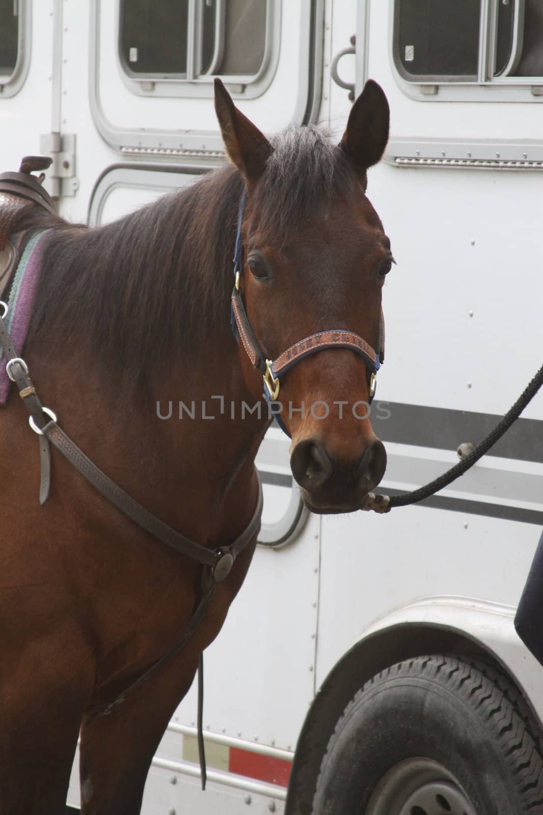 Dark brown horse at the farm.