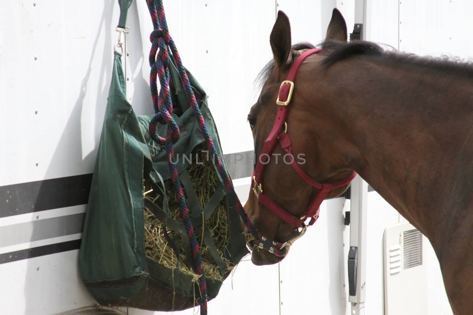 Dark brown horse at the farm.