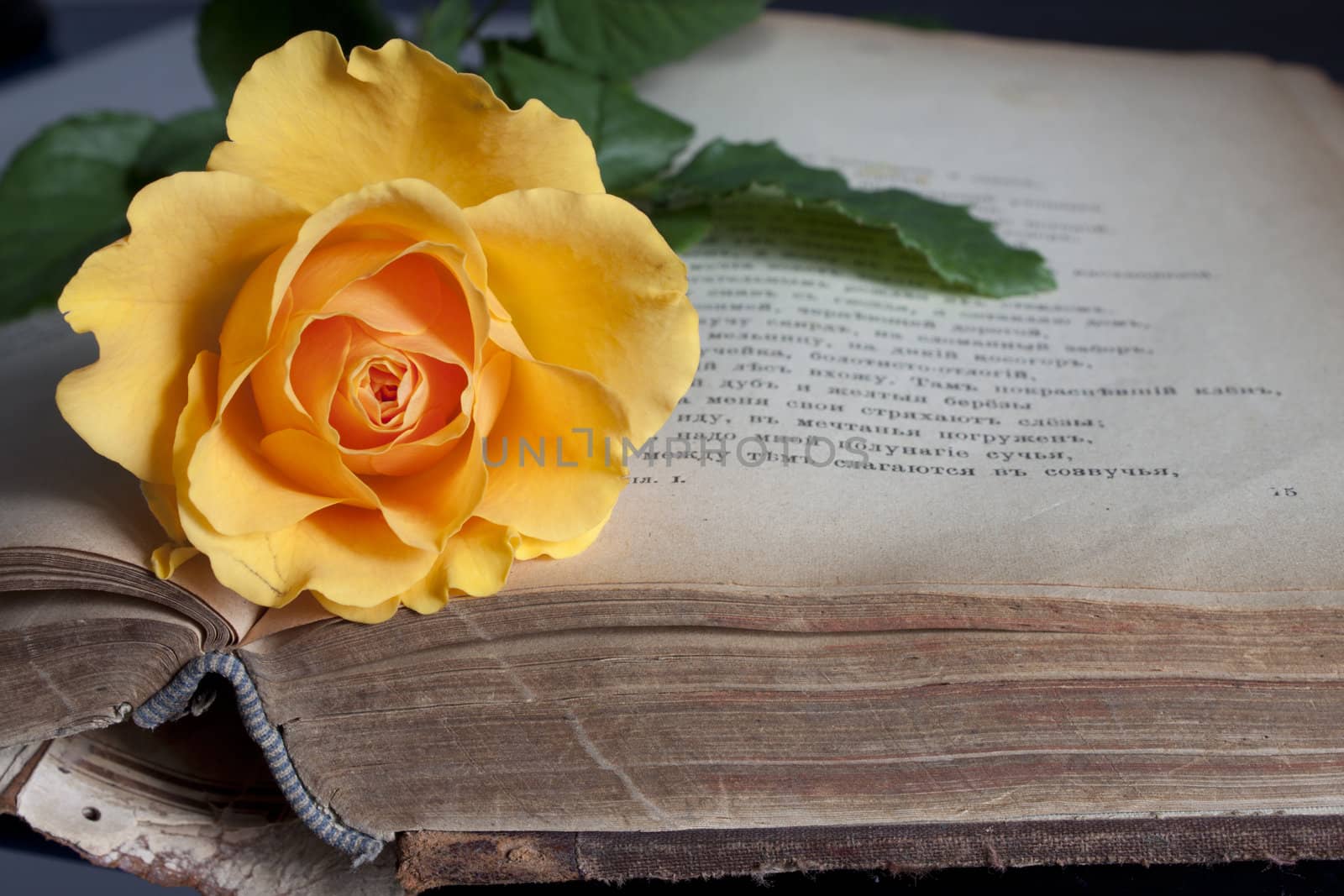 Old book and fresh rose by Arsen