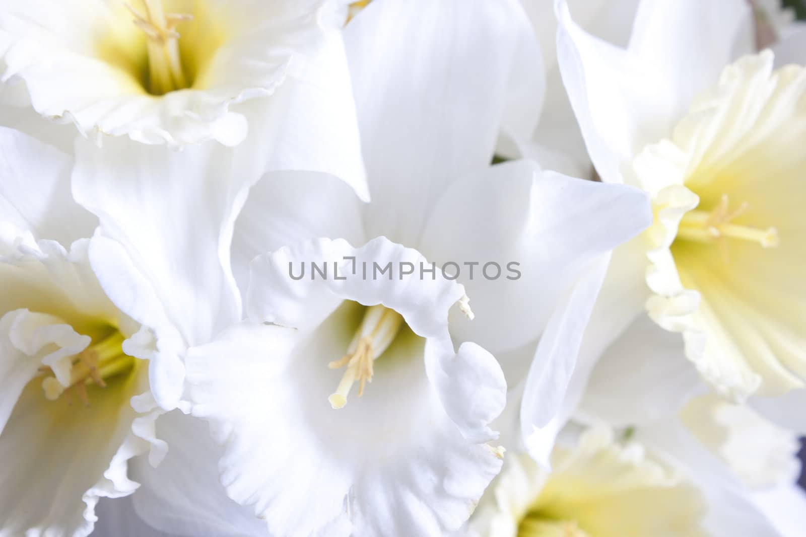 Beautiful fresh narcissus  by Arsen