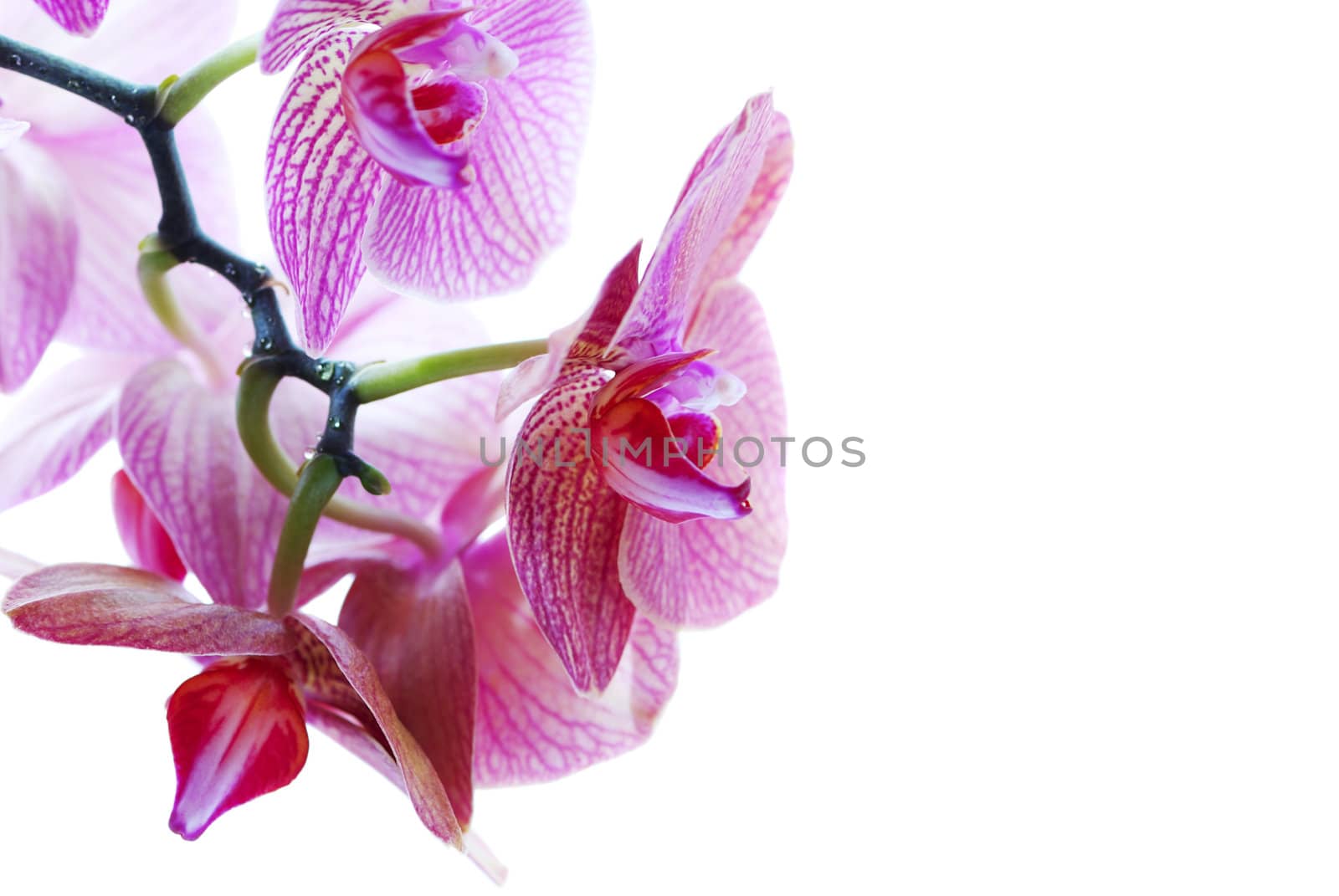 Beautiful blue orchid isolated on white background (with empty space for text)