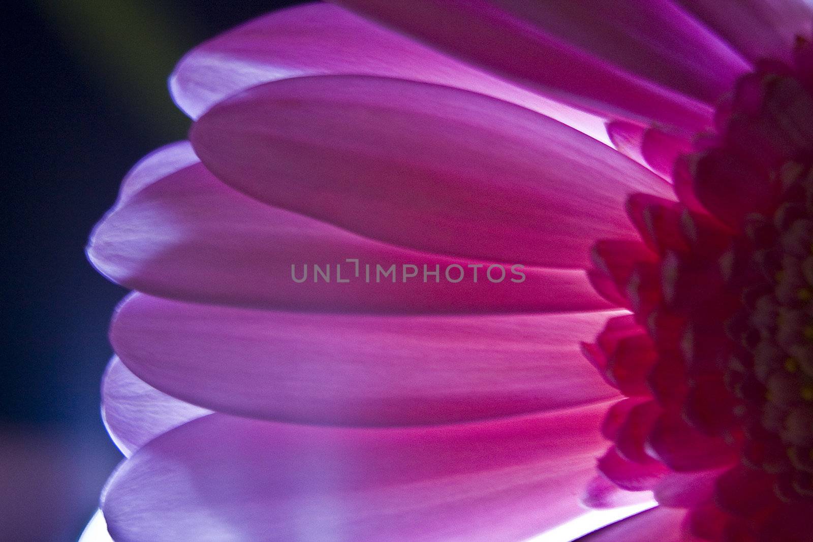 Gerbera in pink with dark background