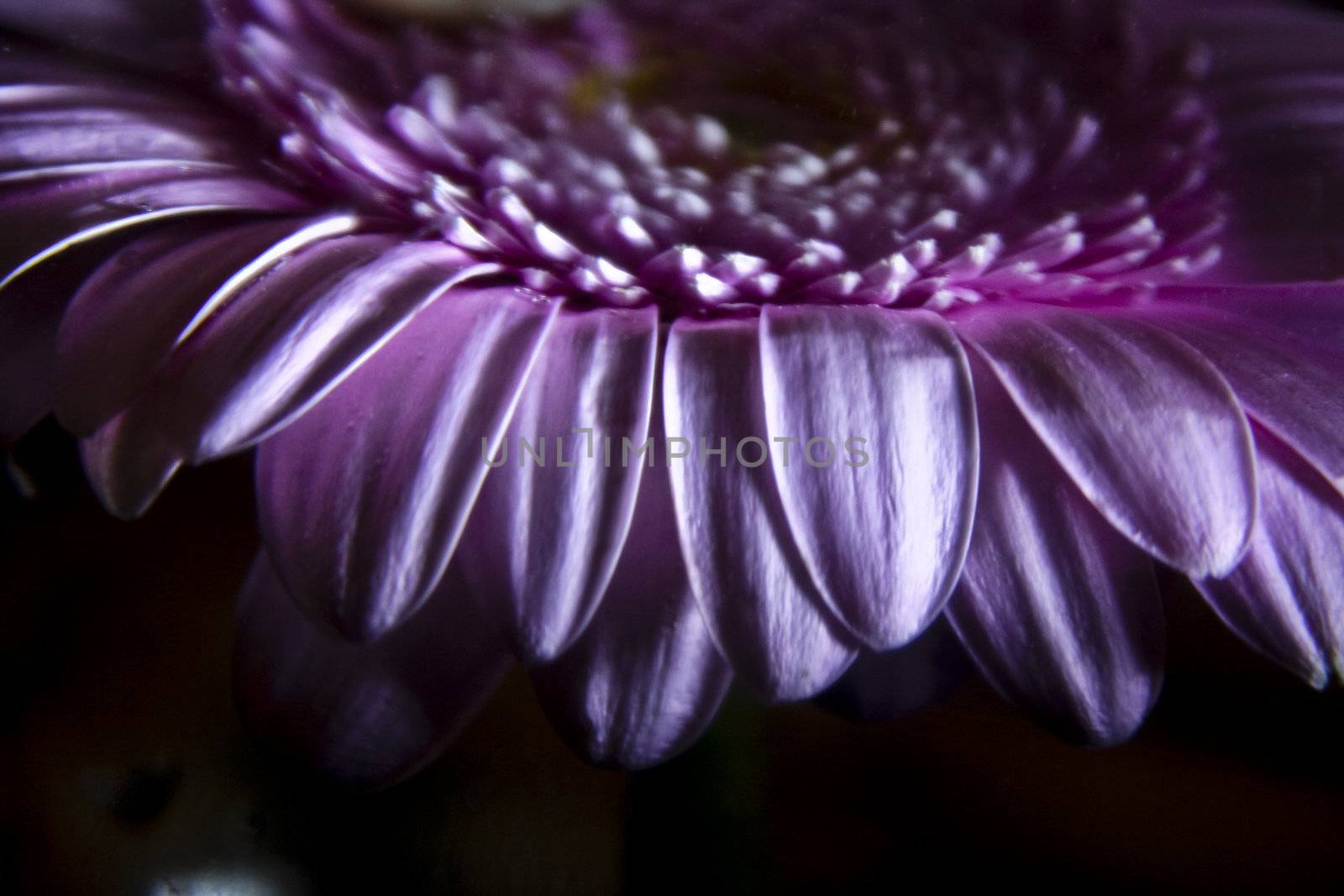 Gerbera in pink with dark background