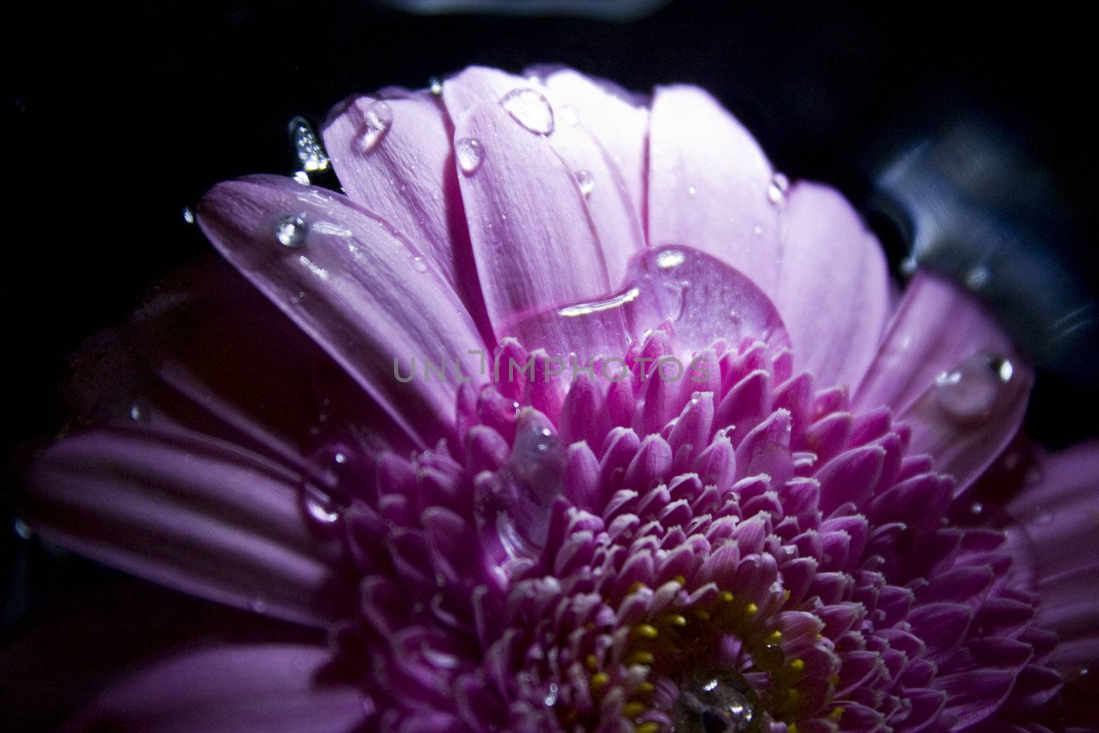 Gerbera in pink with dark background