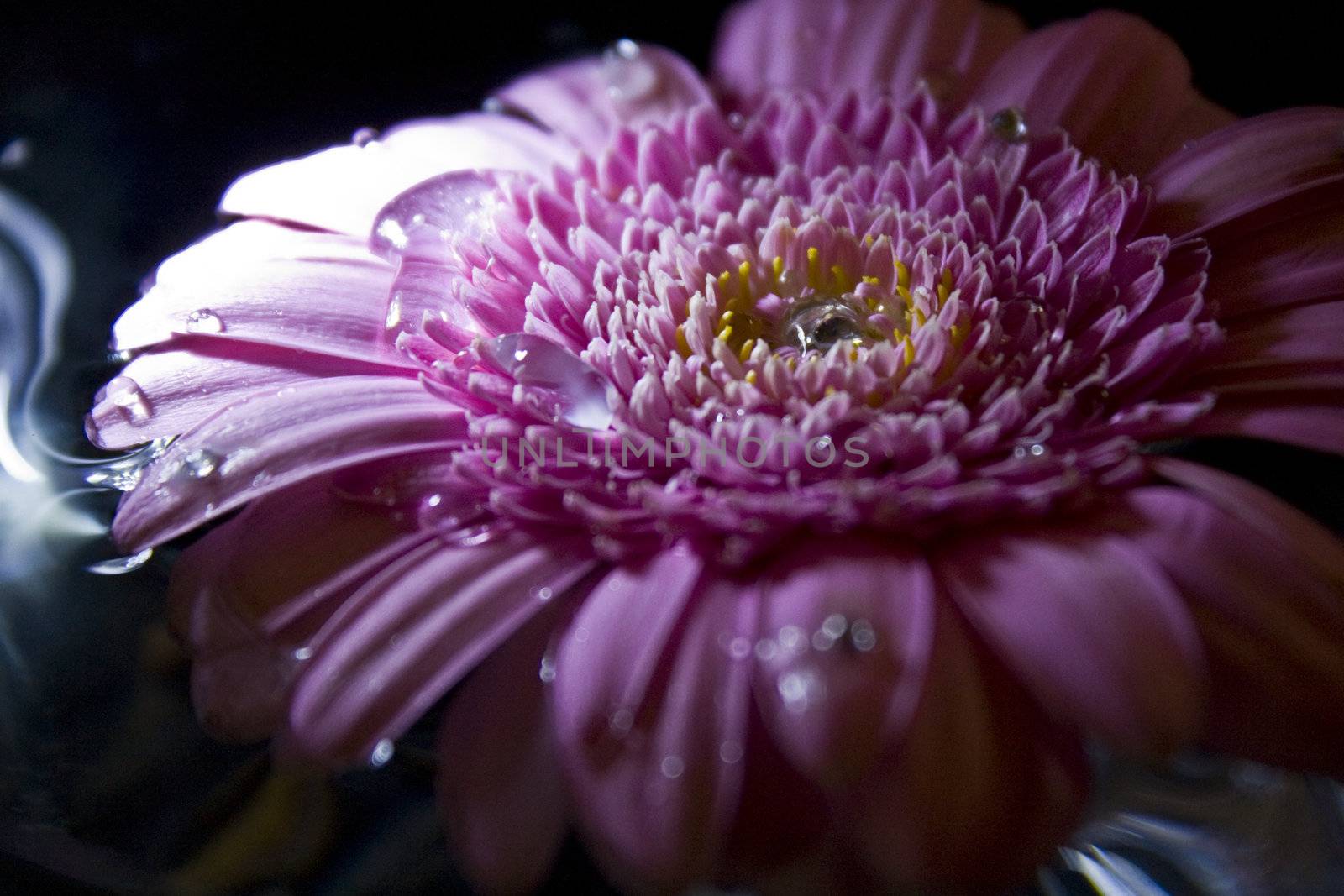 Gerbera in pink with dark background