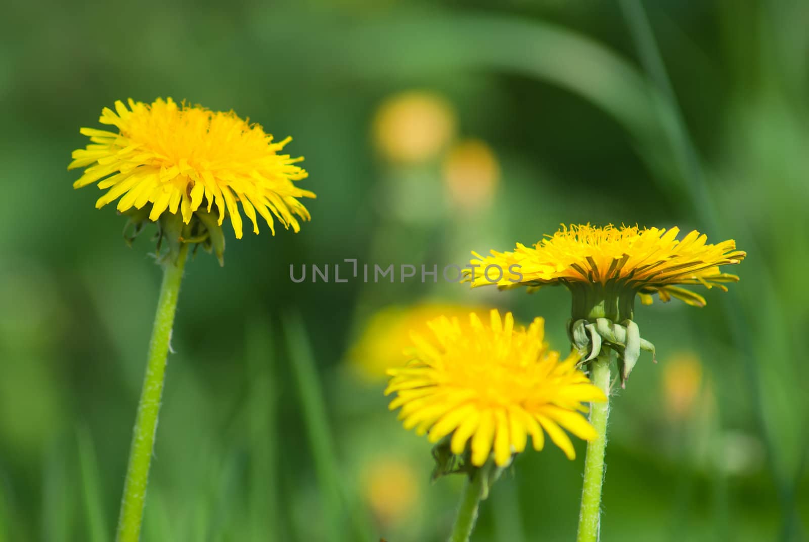 Dandelion blooms on green grass background