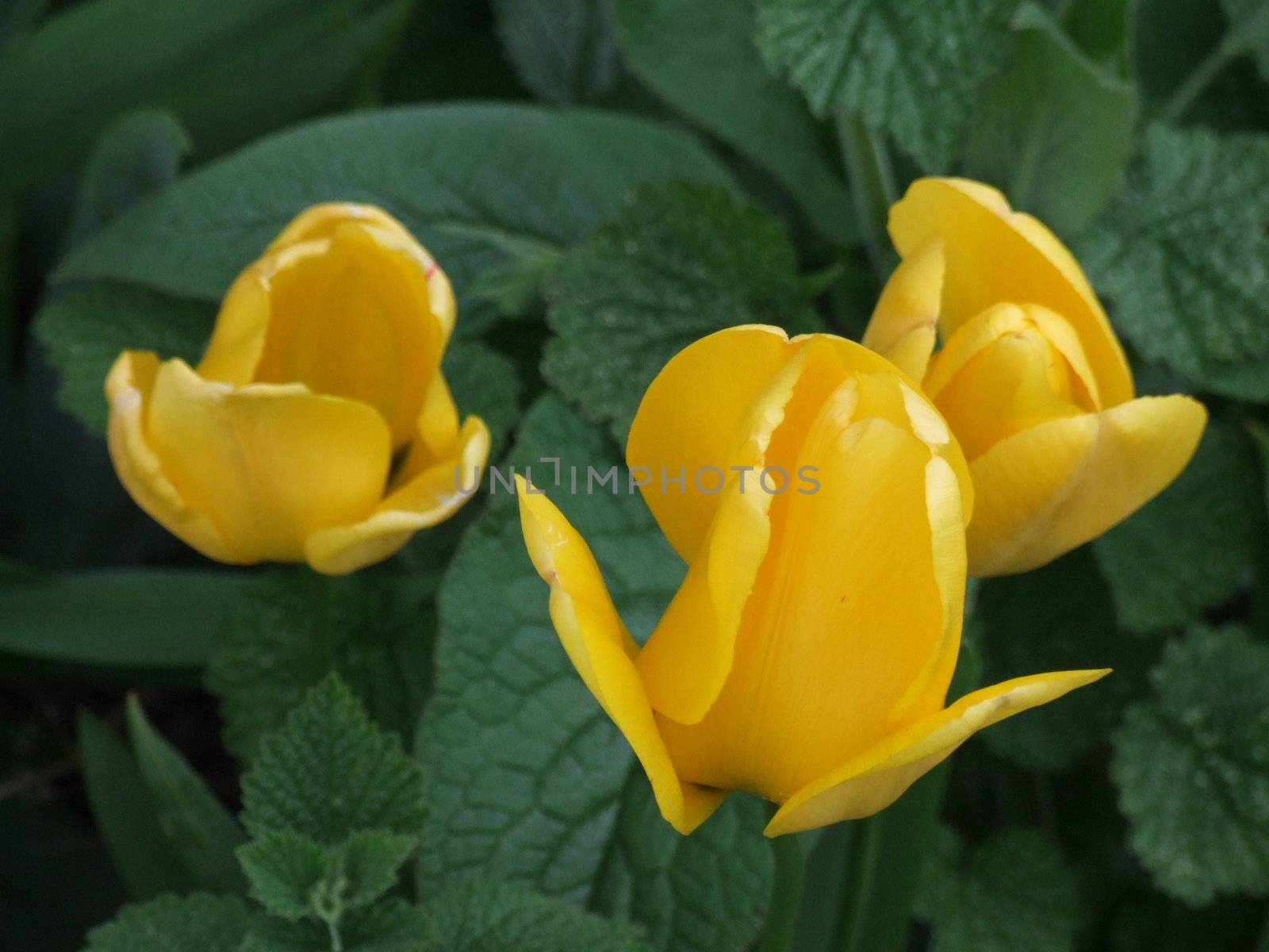 Yellow Tulip Flowers with Green Foliage