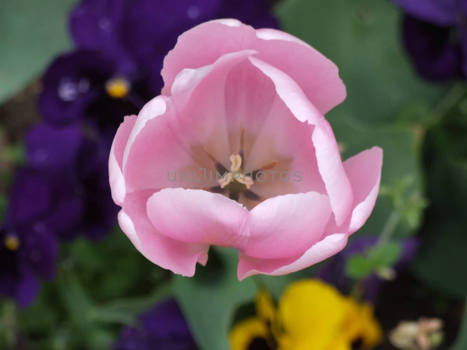 Purple Flower