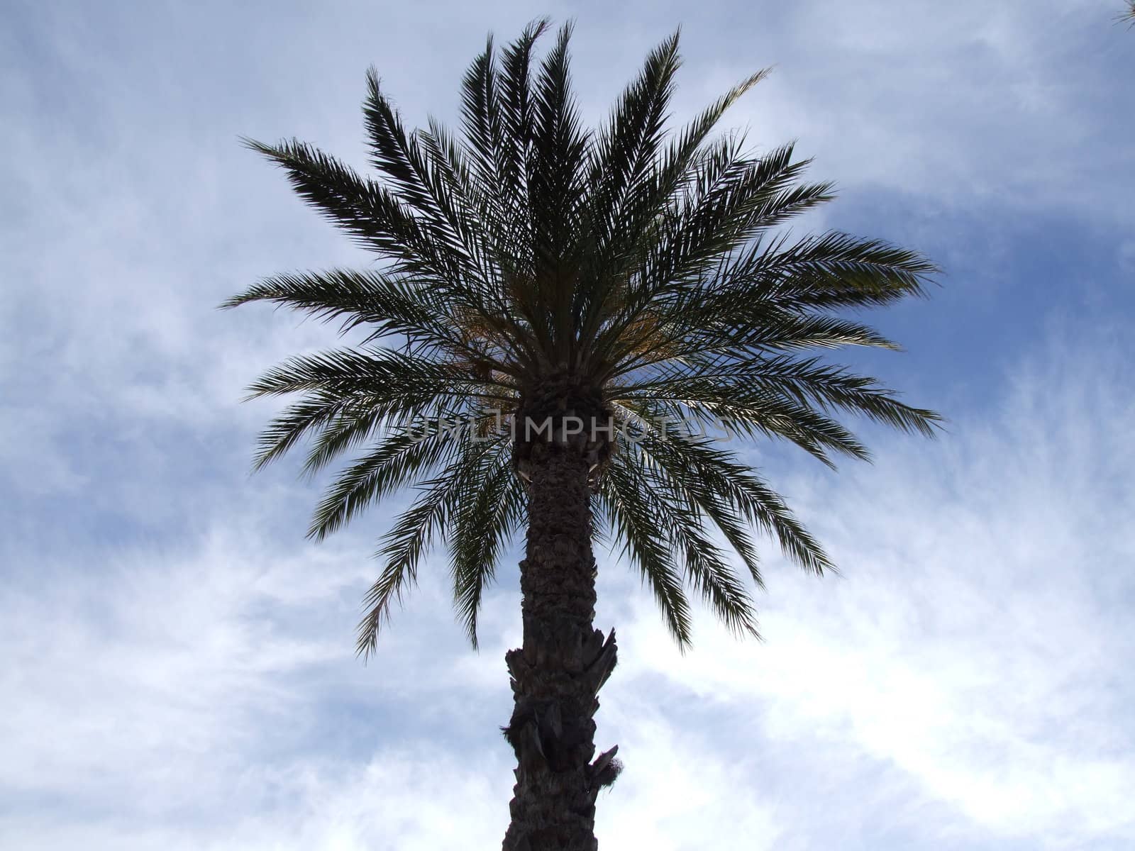 Palm Trees with Cloud Background