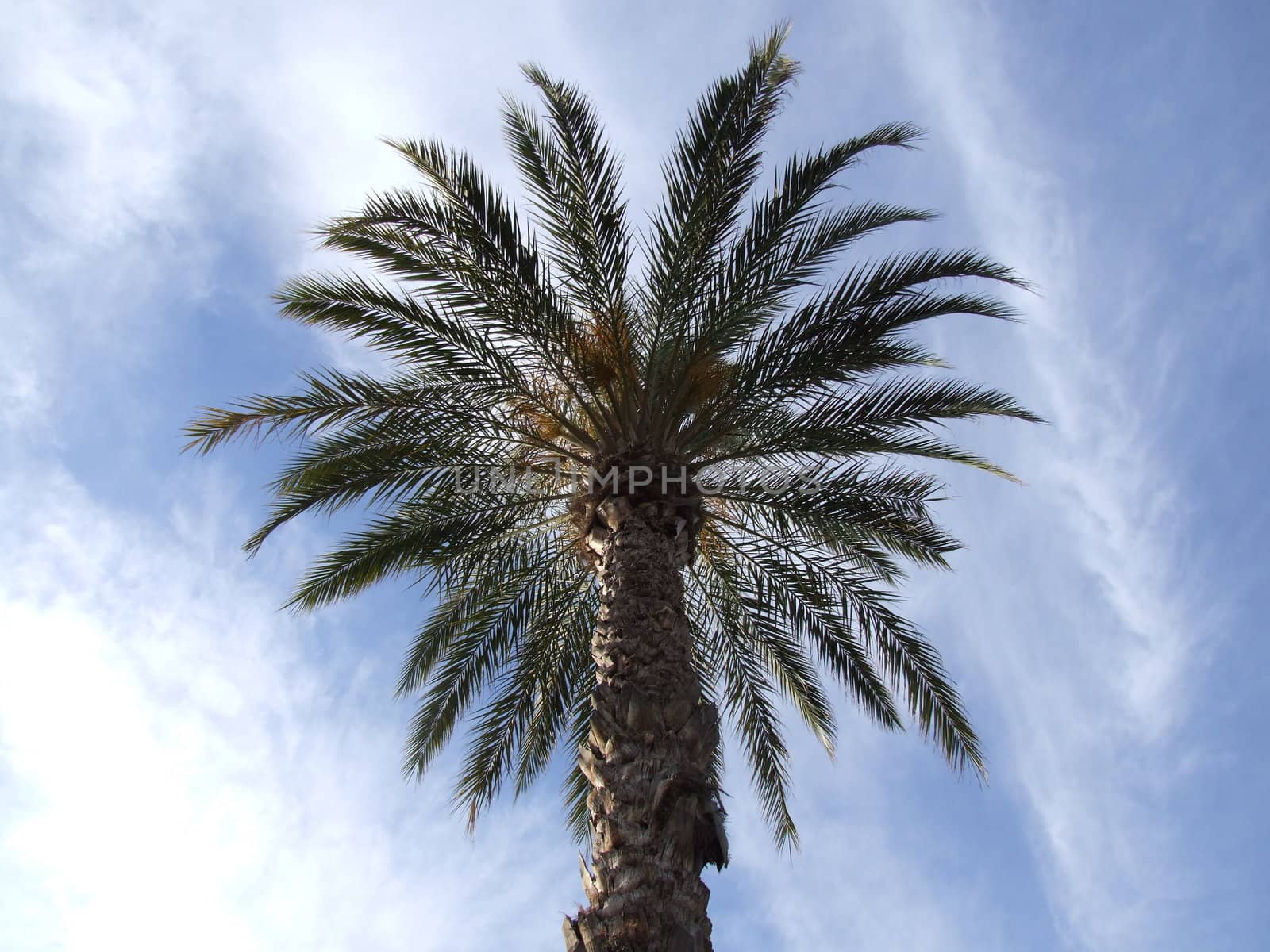 Palm Trees with Cloud Background
