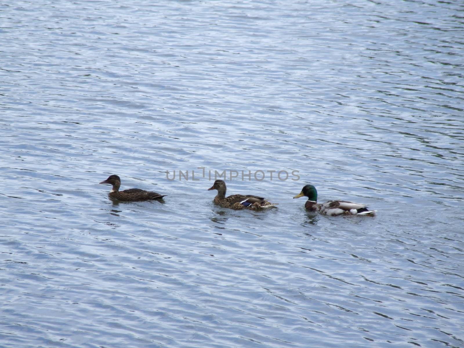 Three Ducks Swimming