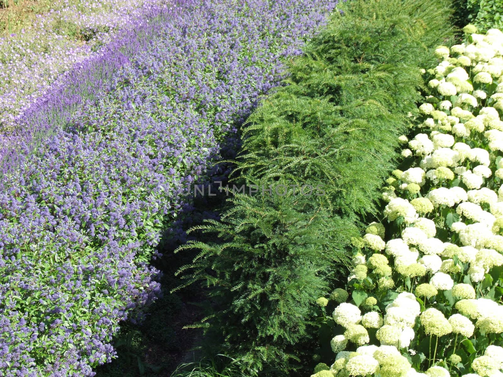 White Green and Purple Flowers