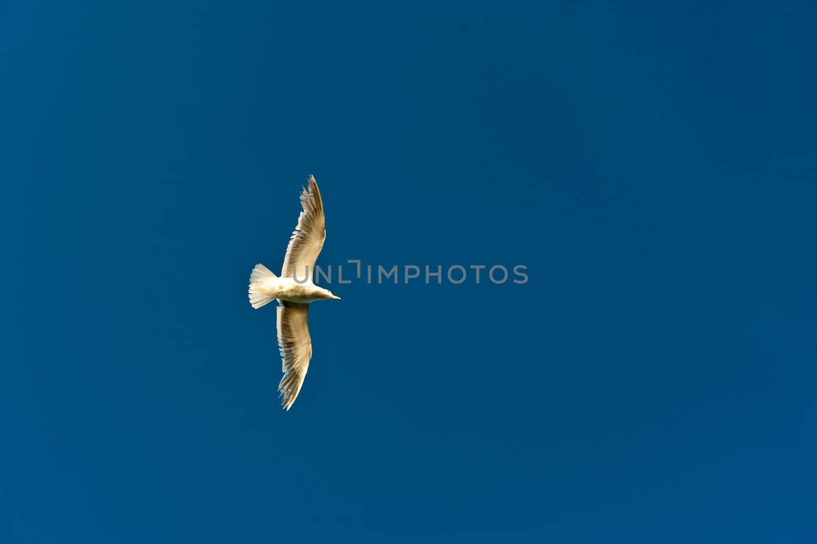 soaring seagull by rongreer