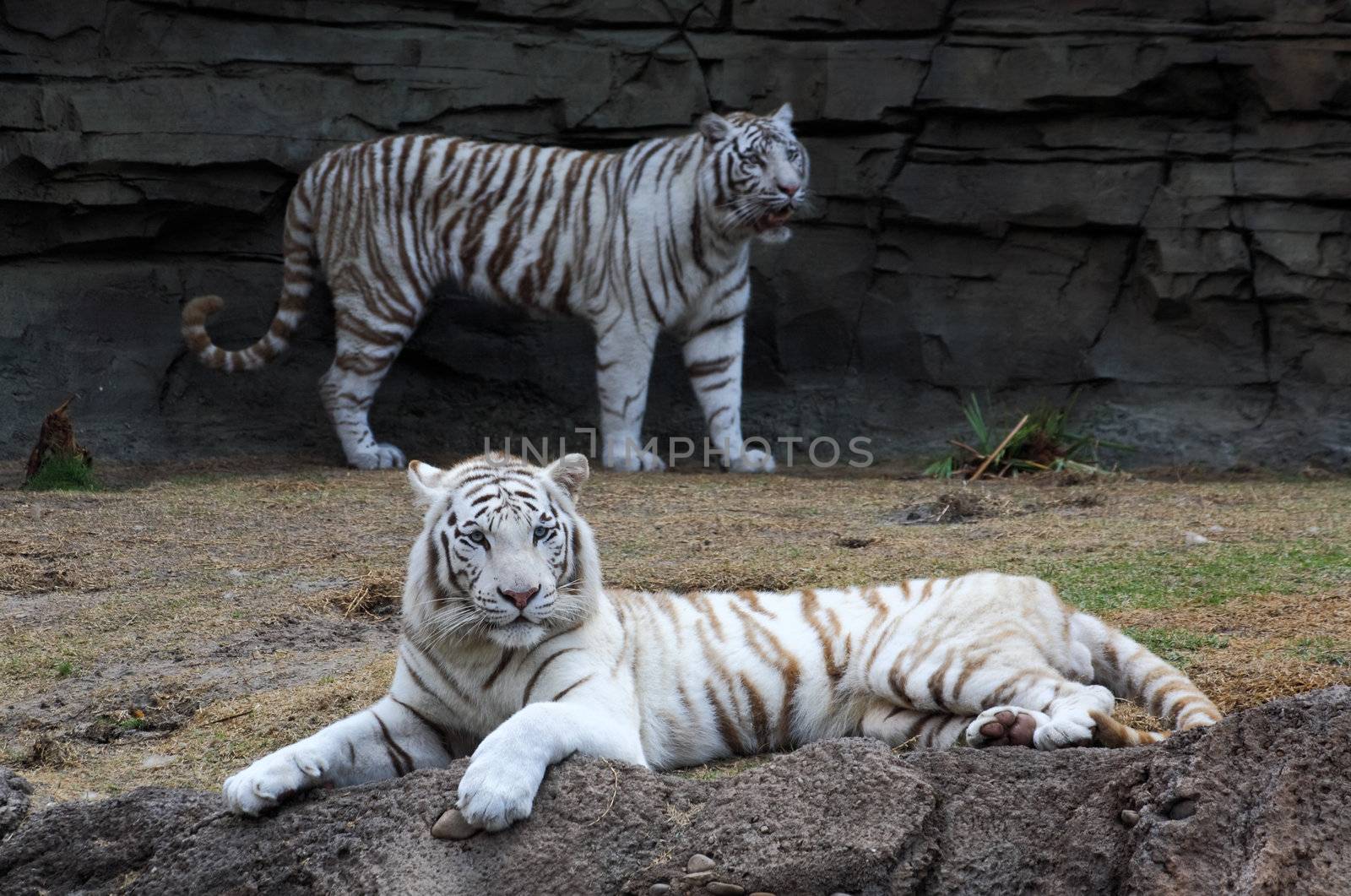 White tiger closeup by gary718
