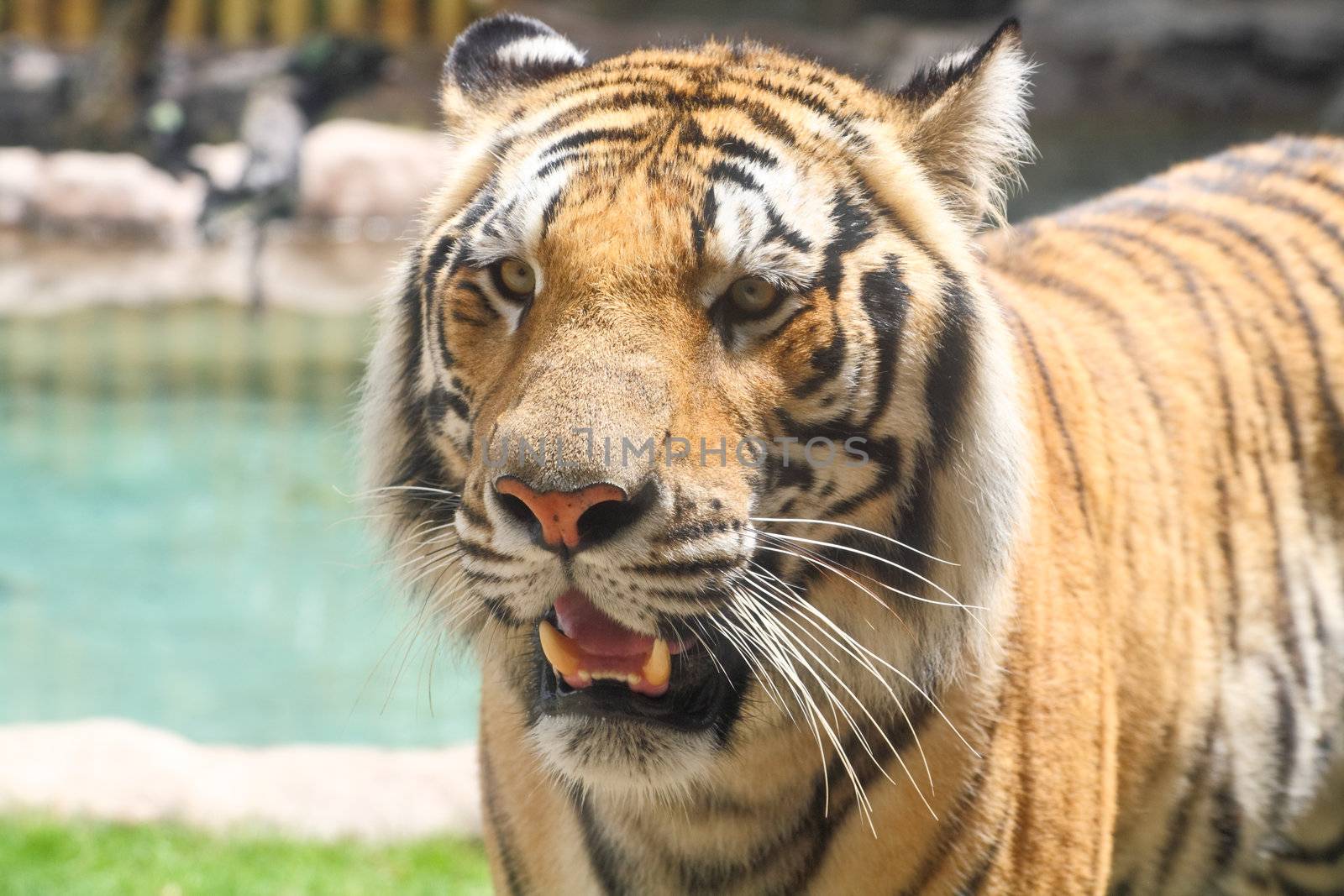 brown tiger closeup  by gary718
