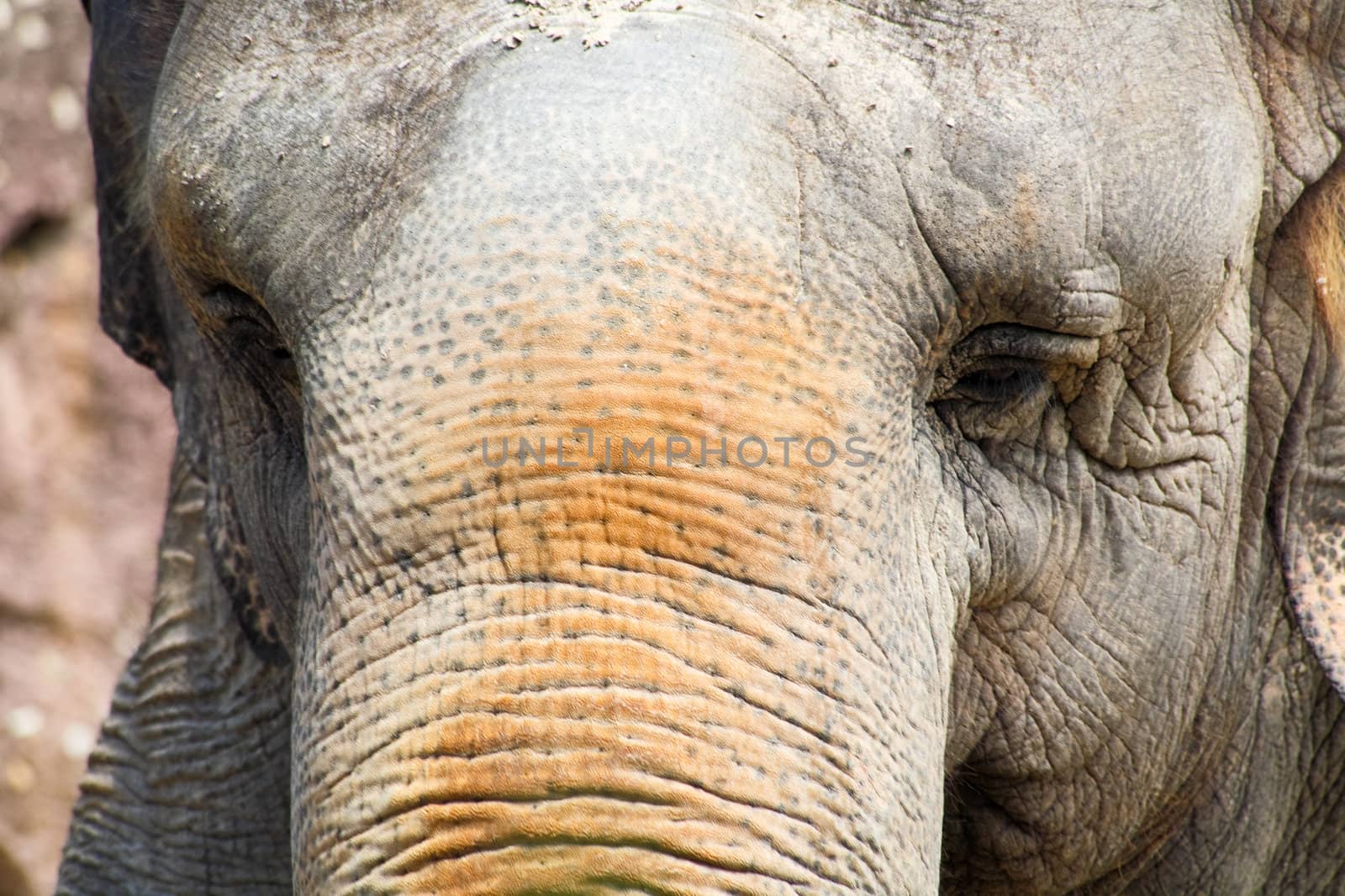 Closeup of an elephant in a zoo  