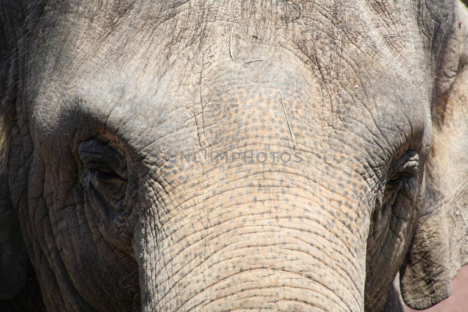 Closeup of an elephant in a zoo  