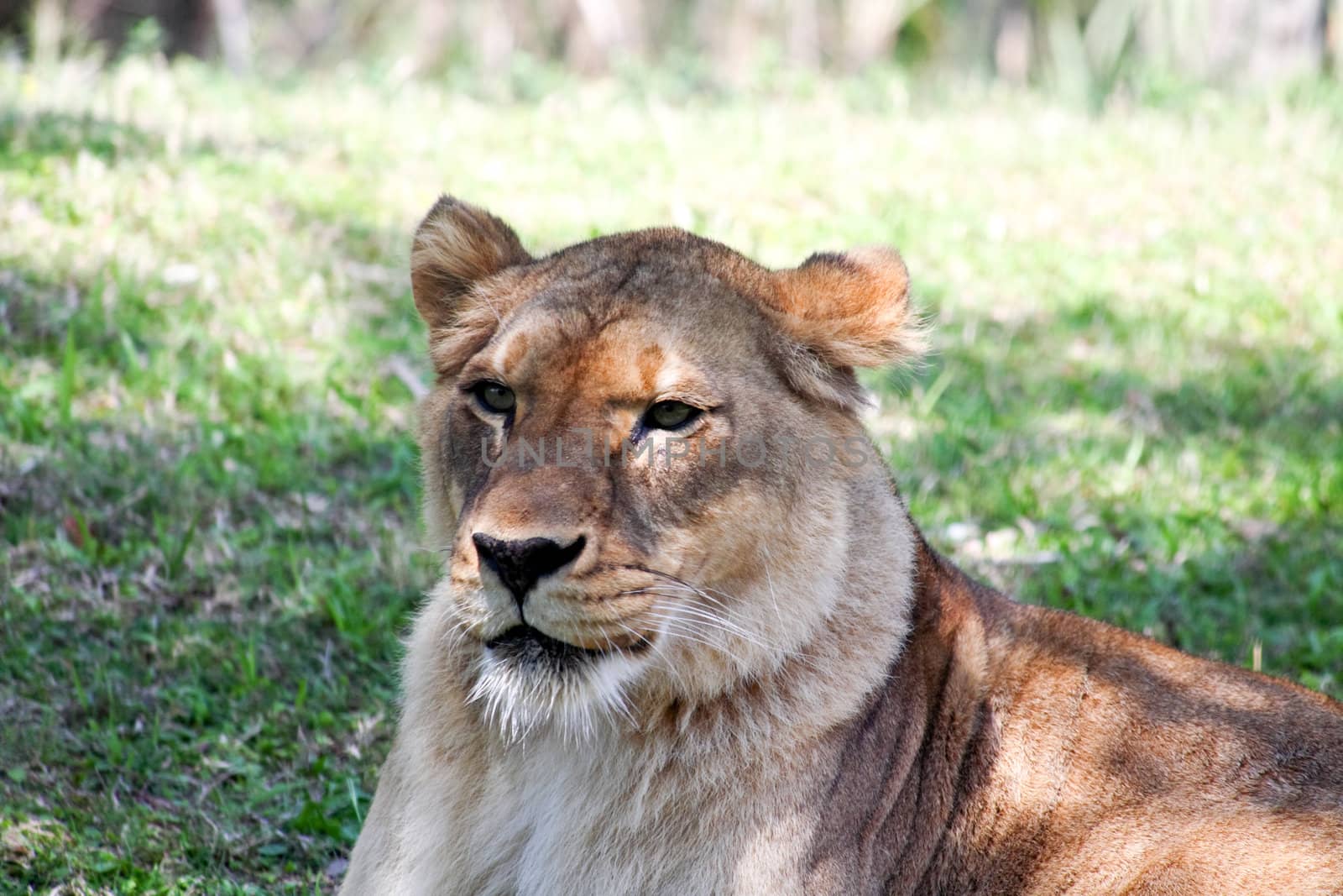 a lion closeup in a florida zoo