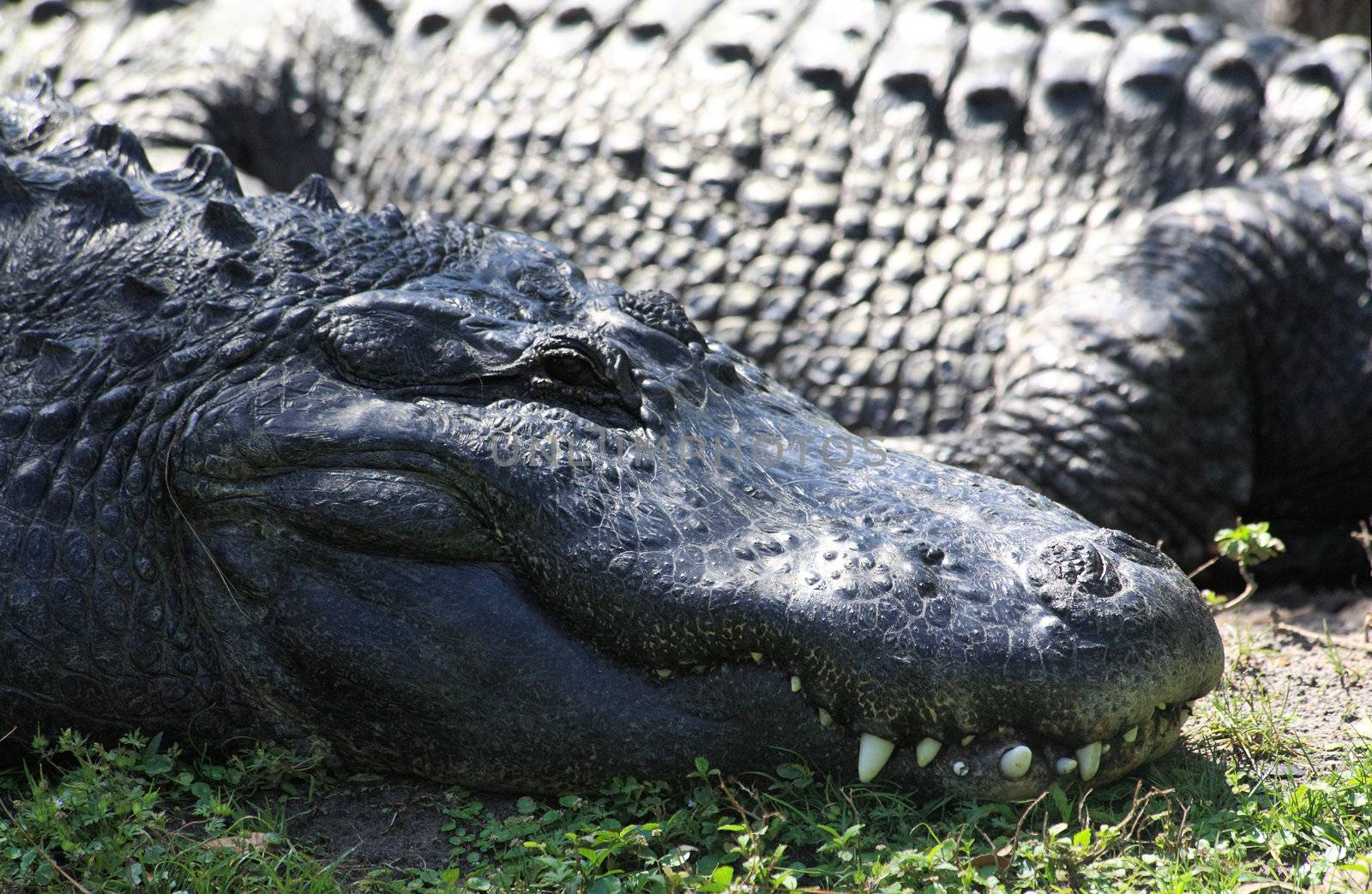 alligator in a park in Florida State  by gary718