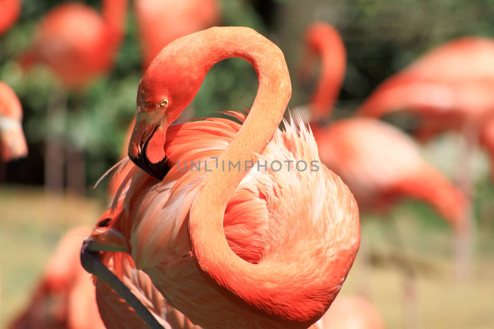 red flamingo in a park in Florida by gary718