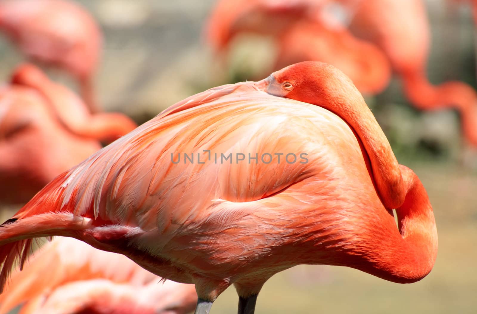 red flamingo in a park in Florida USA