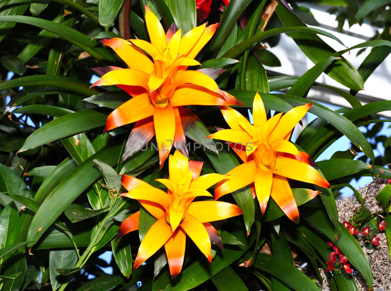 Flowers at a botanic garden in Florida  
