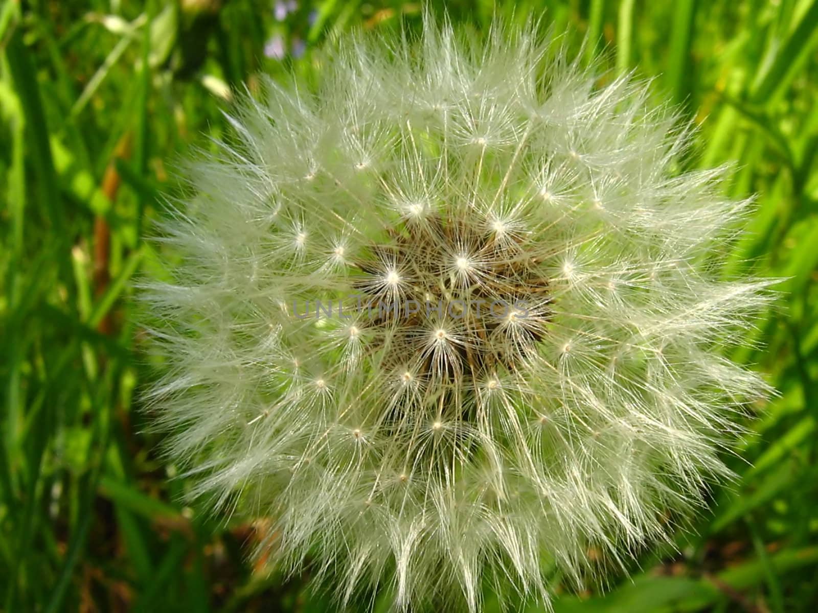 A photograph of the seeds of a Dandelion flower (Latin  Name: Taraxacum officinale).