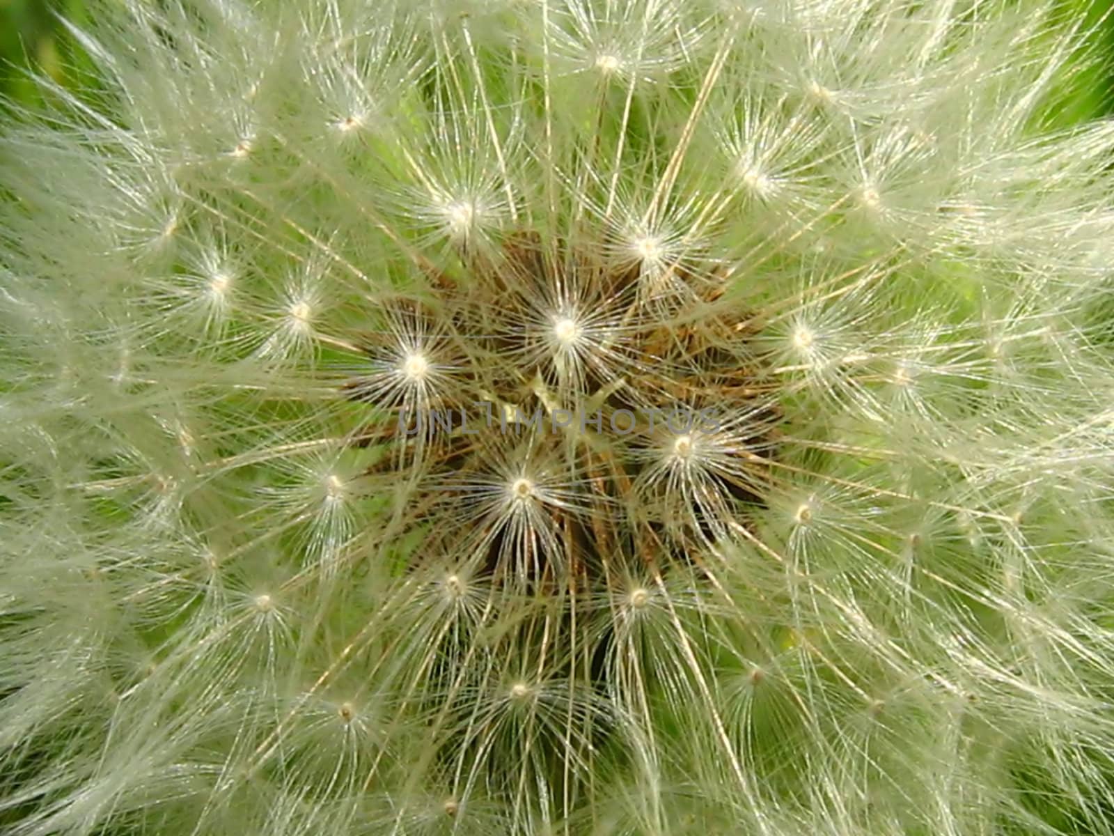 A photograph of the seeds of a Dandelion flower (Latin  Name: Taraxacum officinale).