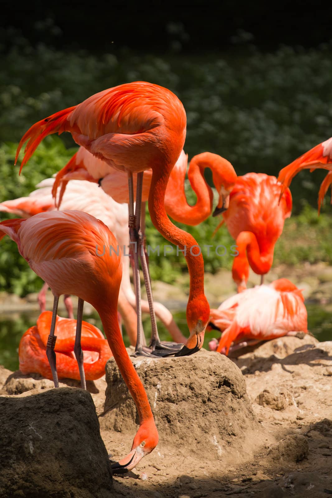 Flamingos at a watering hole in Europe in Summer
