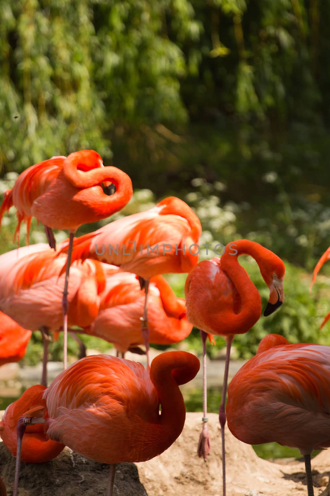 Flamingos at a watering hole in Europe in Summer