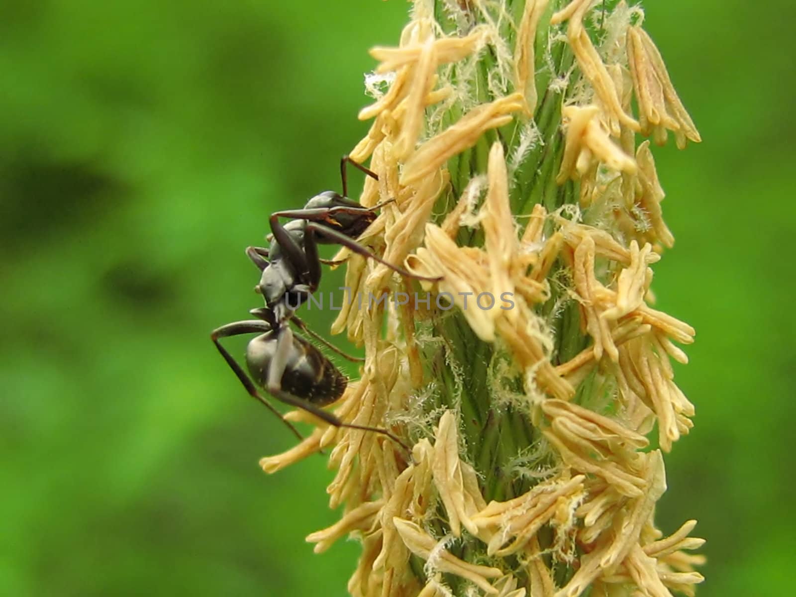 A photograph of an ant on a flower.