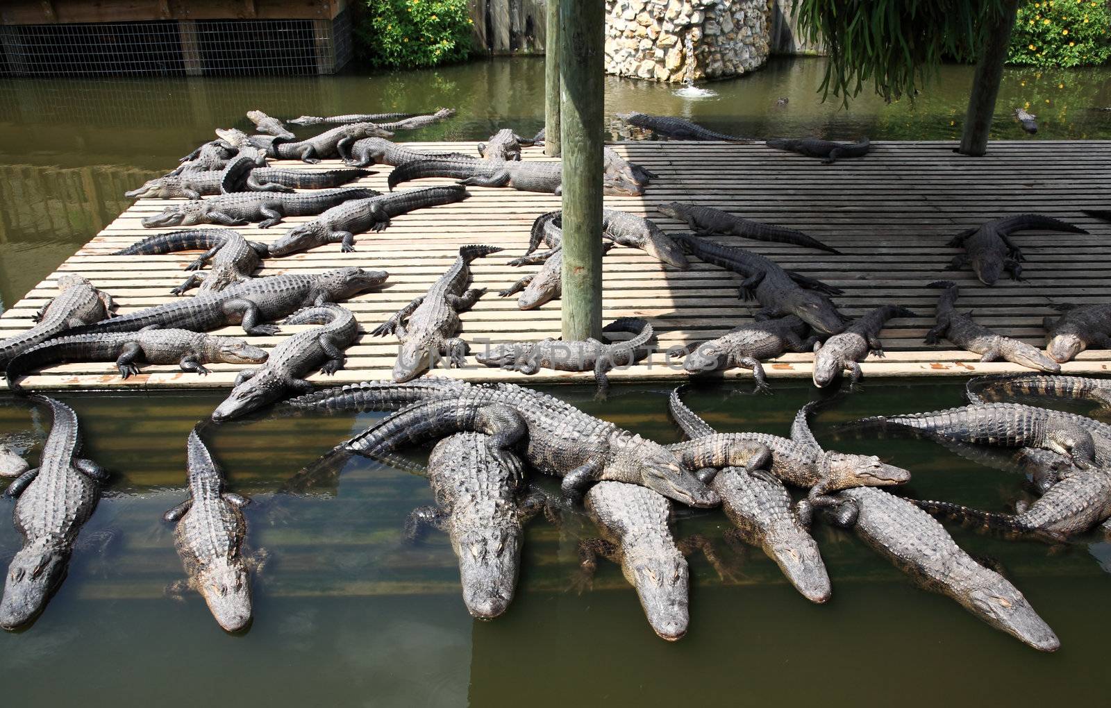 alligator in a park in Florida State 