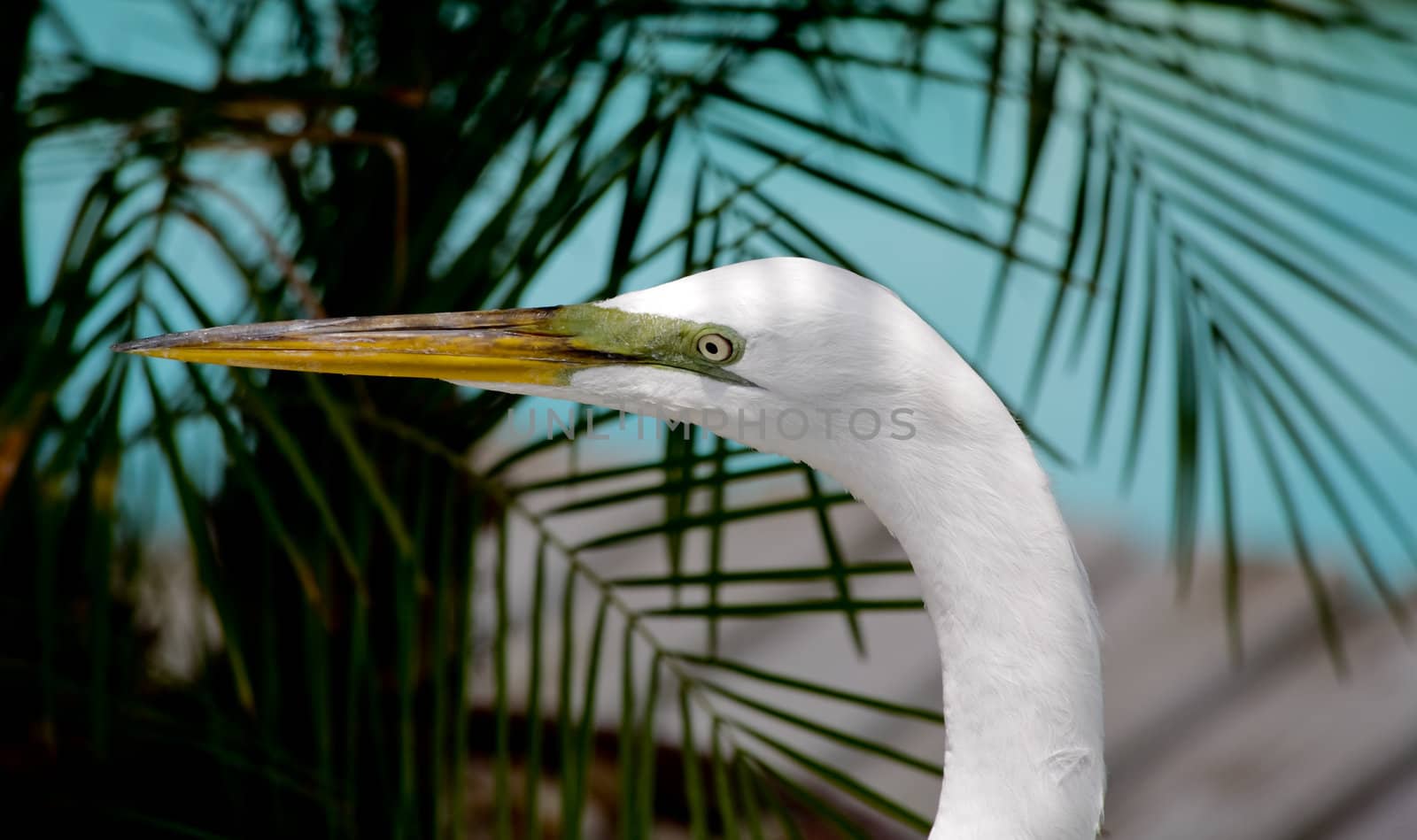 tropical bird in a park in Florida USA