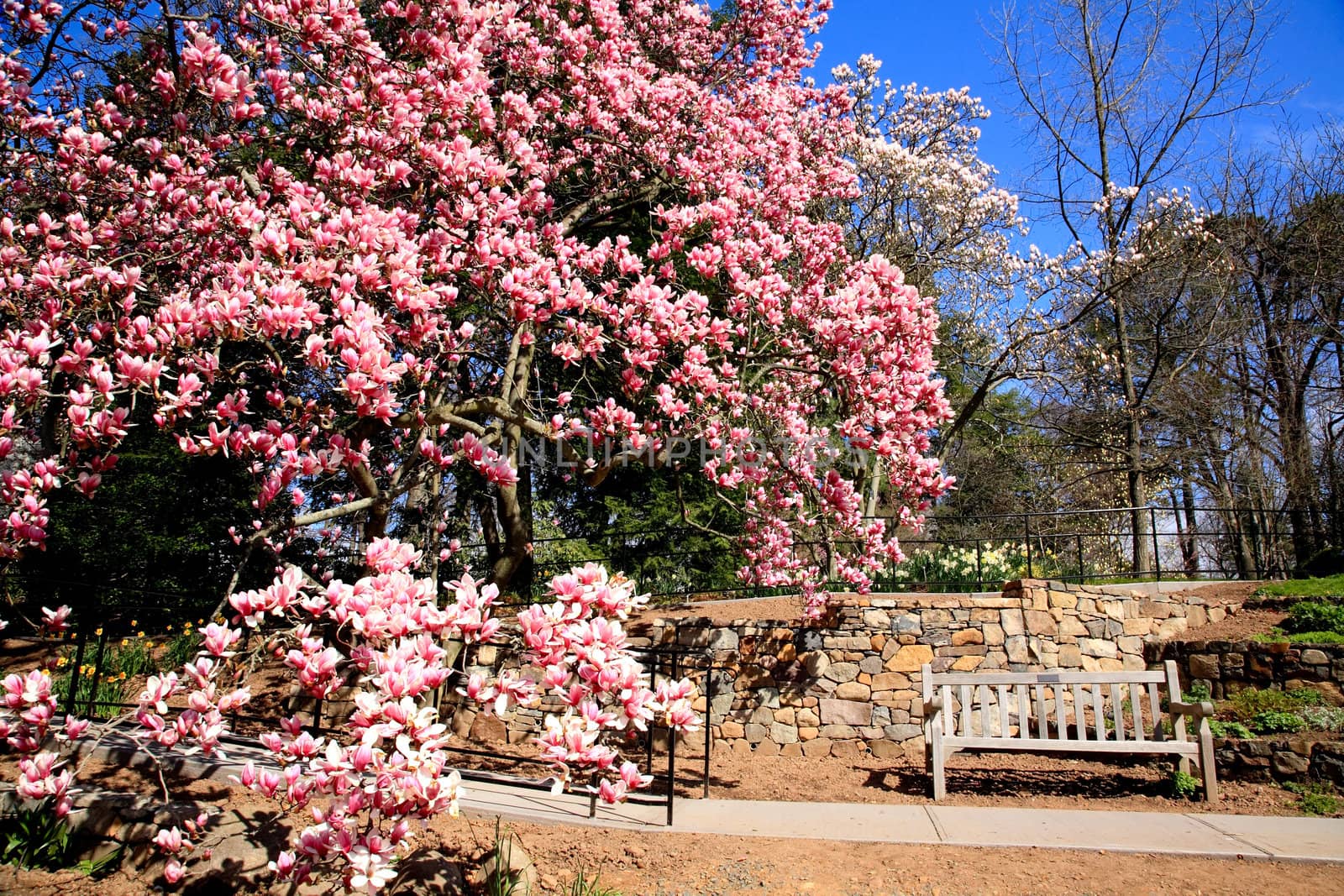 a tree blooming in a garden in New Jersey