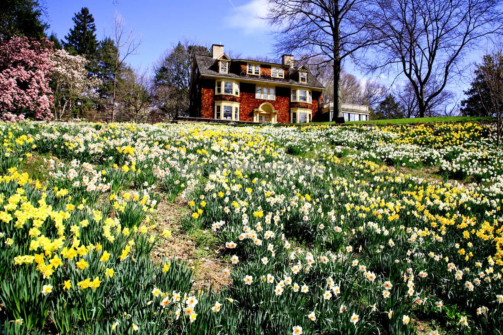 The daffodil blooming in spring at an arboretum  