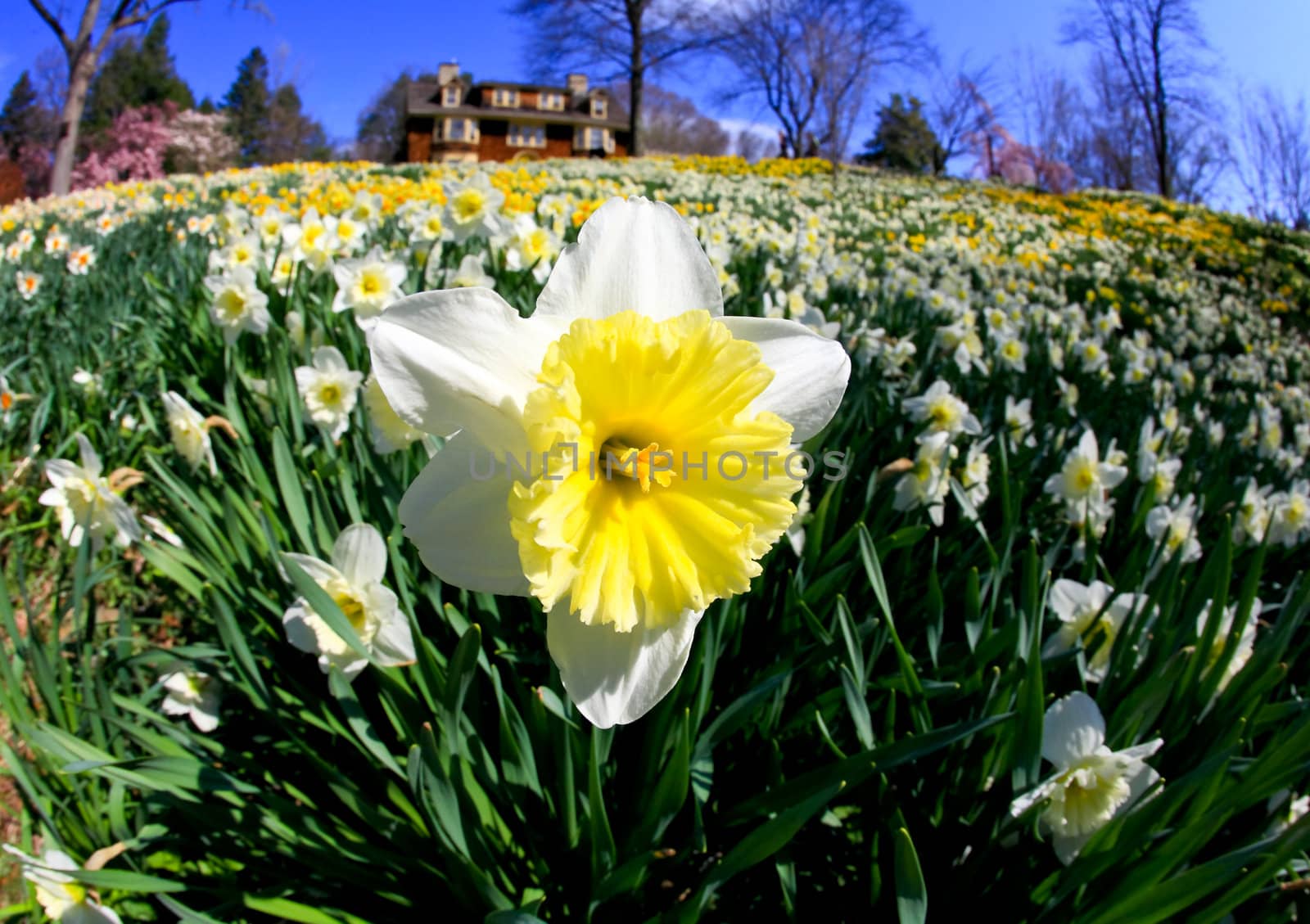 The daffodil closeup through a fisheye lens view