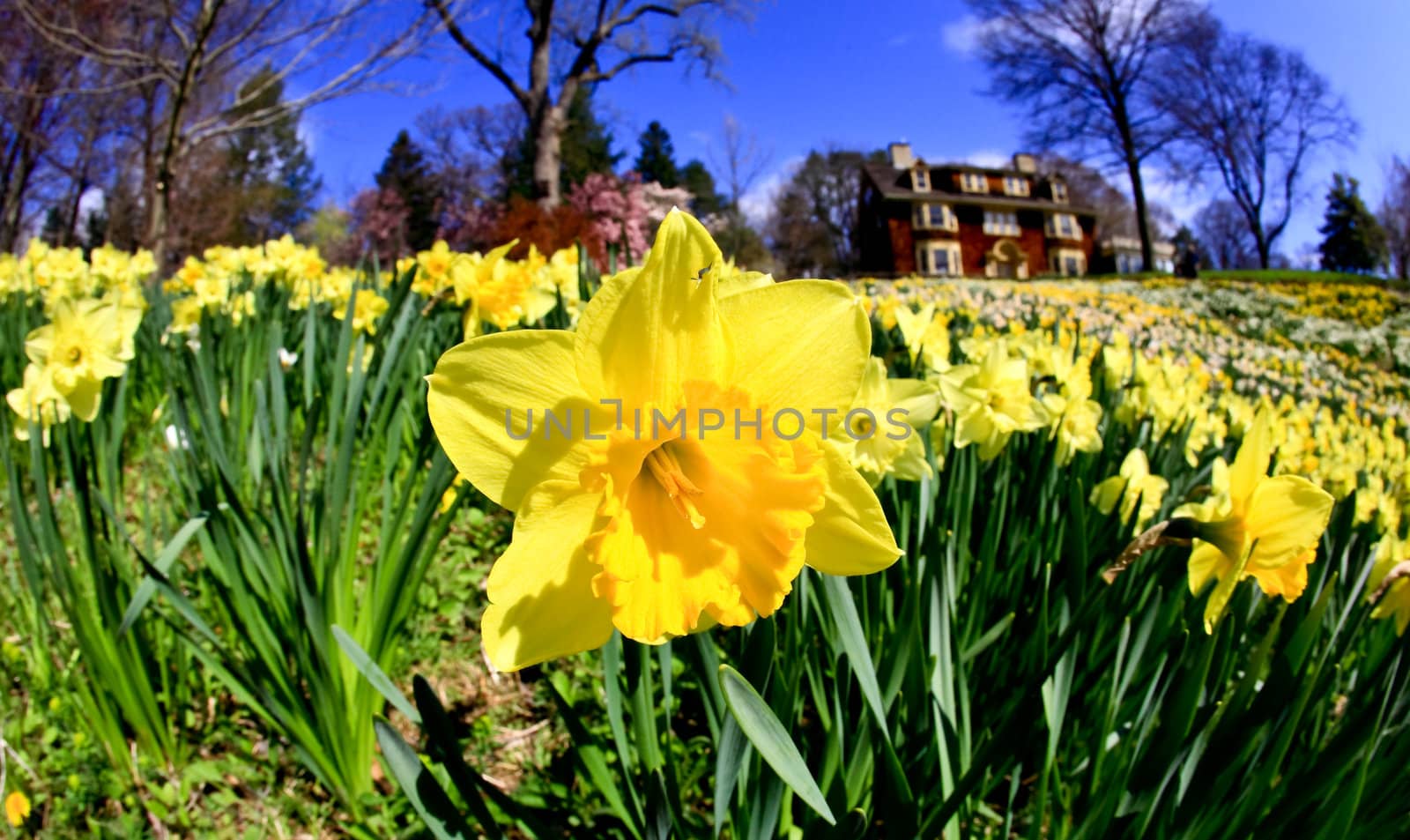 The daffodil closeup through a fisheye lens view