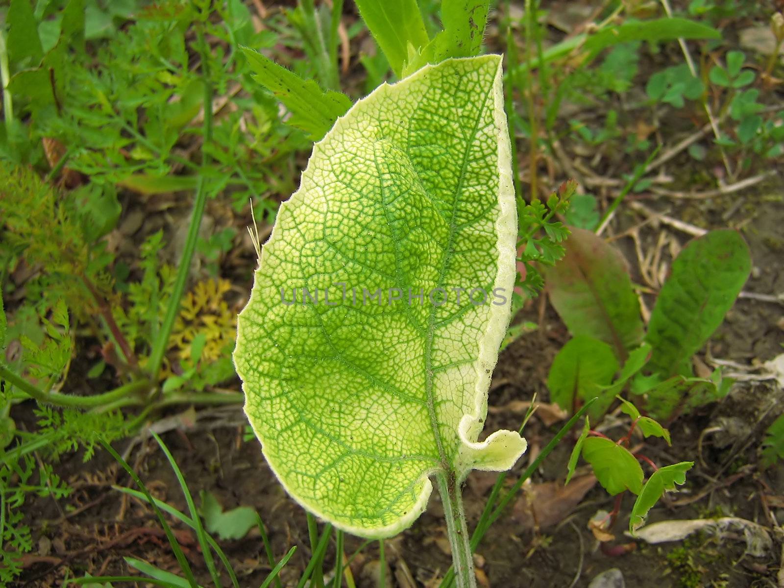 This is a photograph of a Common Burdock (Articum minus) leaf detailing it's unusual texture. The Common Burdock is a biennial flowering plant of the family Asteraceae. A plant of European origin, it is found throughout the continental United States. Habitats include woodland edges, thickets, weedy meadows and roadsides.