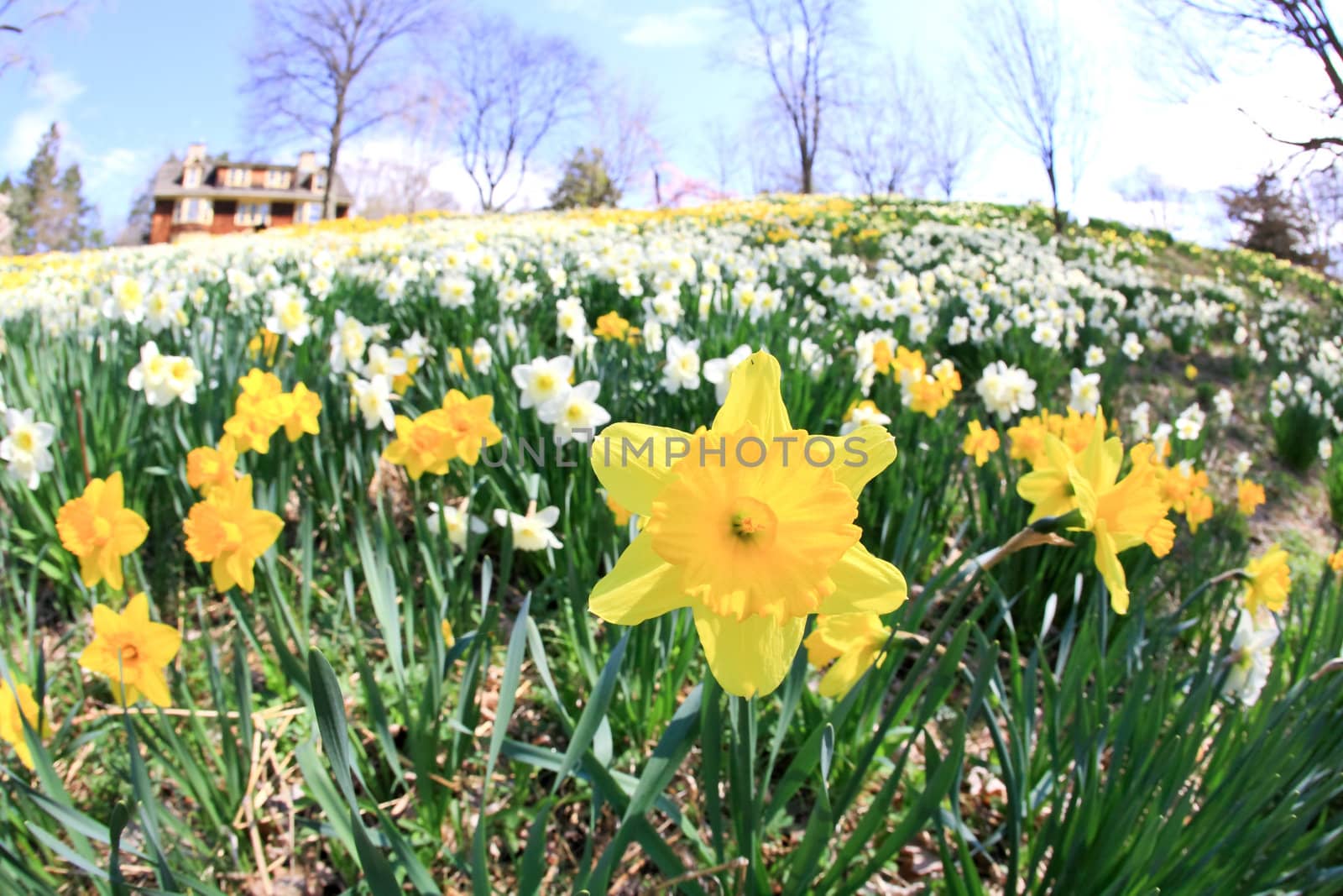 The daffodil closeup through a fisheye lens view