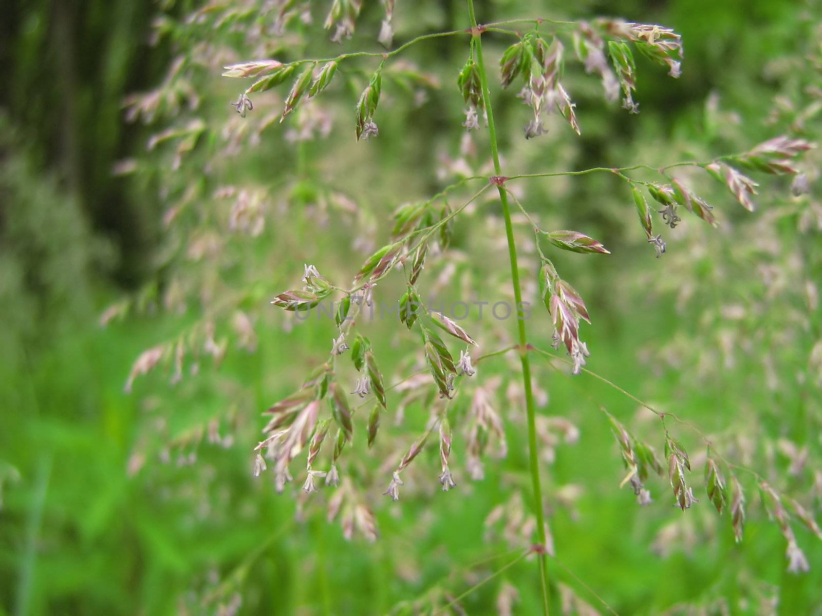 Johnsongrass (Sorghum halepense) is a plant in the grass family, Poaceae, that is native to the Mediterranean region. The plant has been introduced to all continents except Antarctica. It reproduces by rhizomes and seeds.