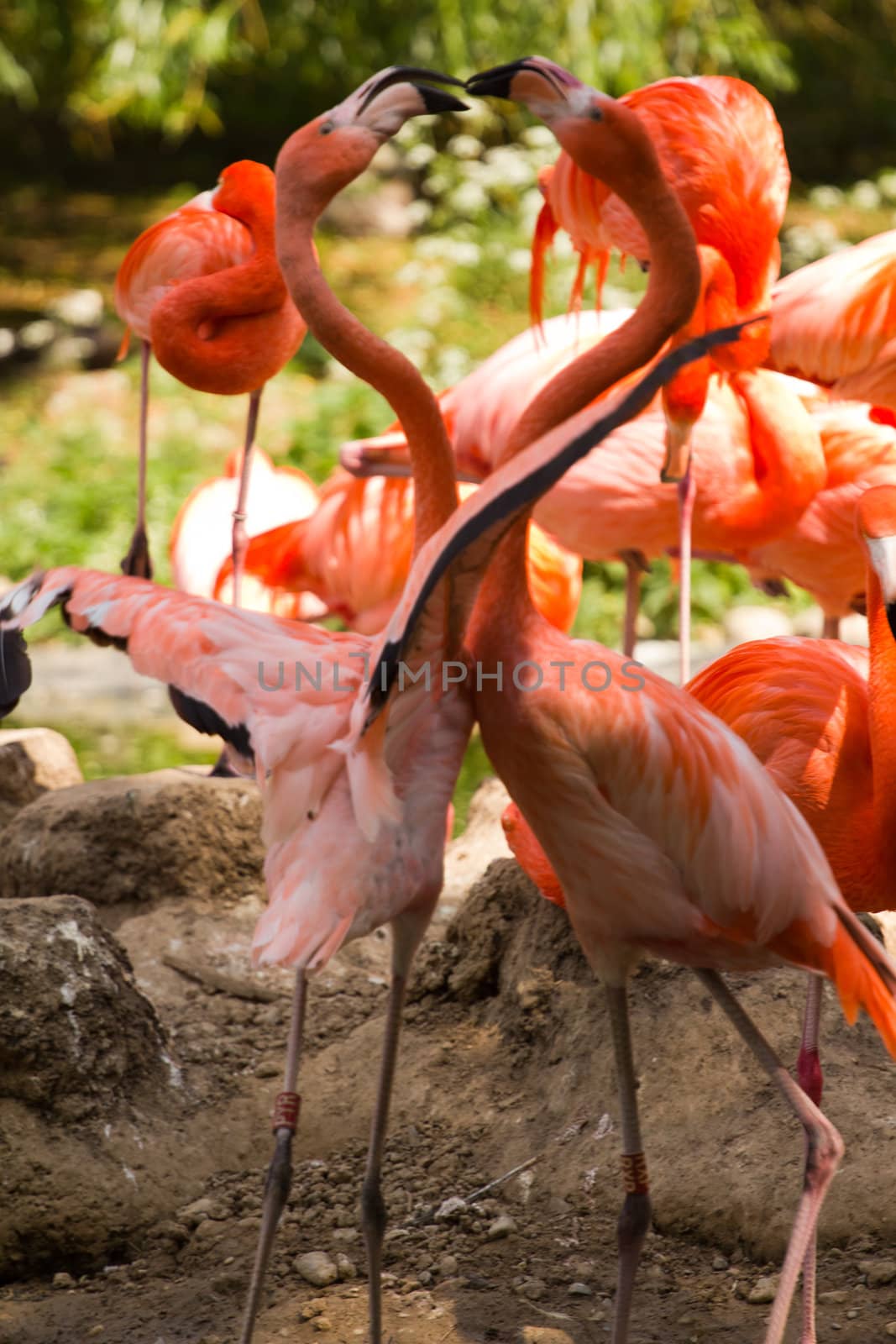 Flamingos at a watering hole in Europe in Summer