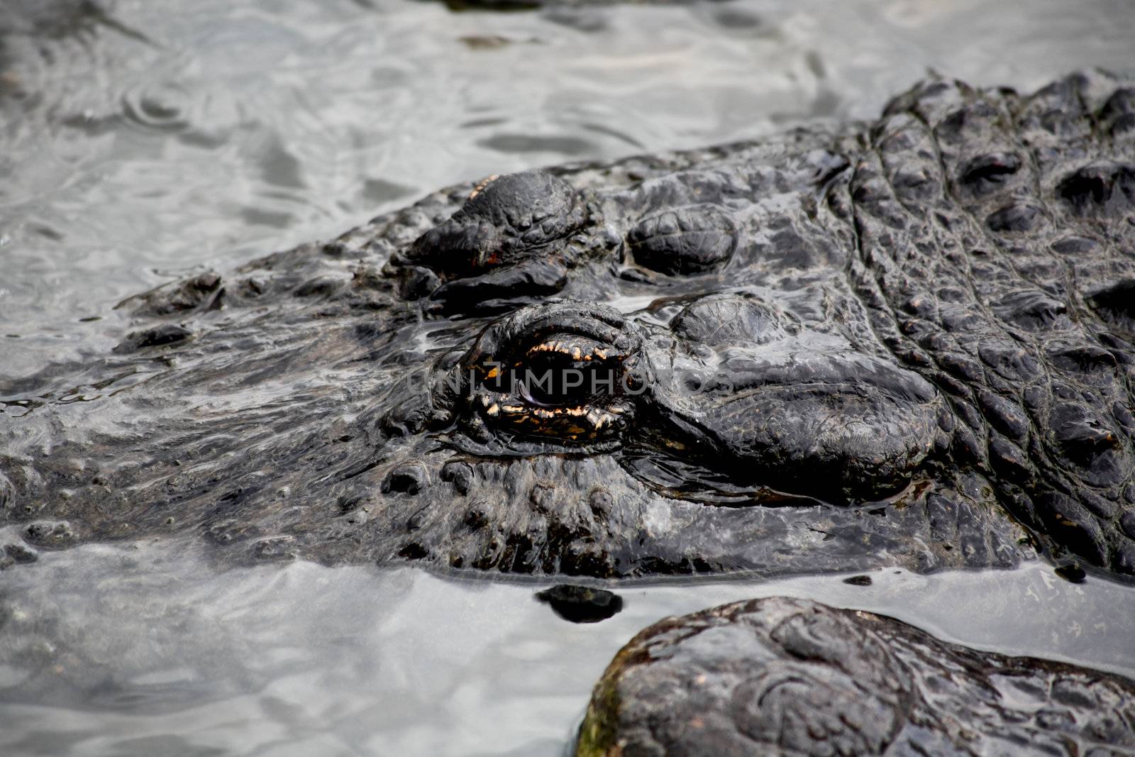 alligator in a park in Florida State 