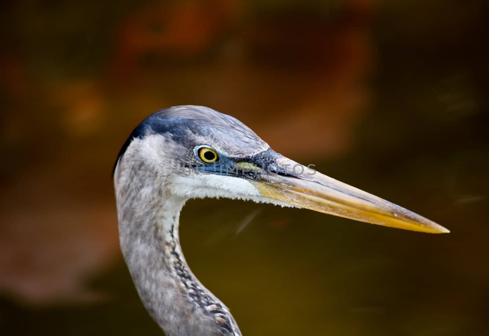 tropical bird in a park in Florida USA