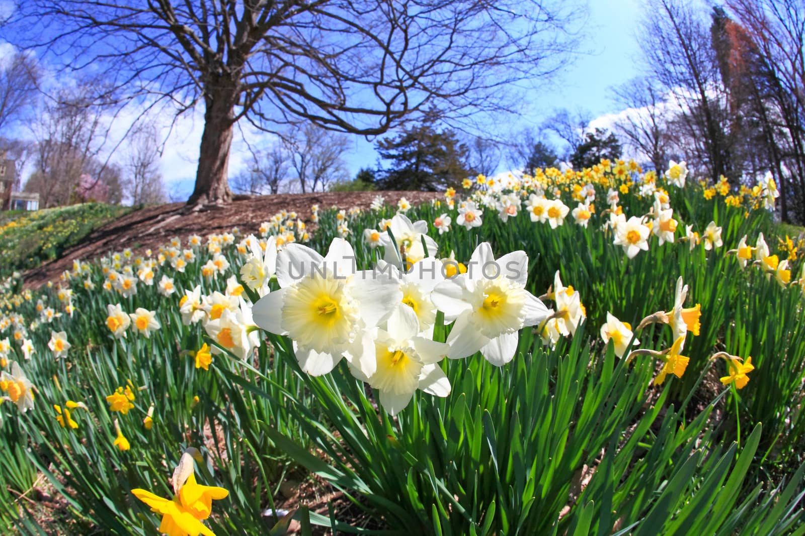 The daffodil closeup through a fisheye lens view