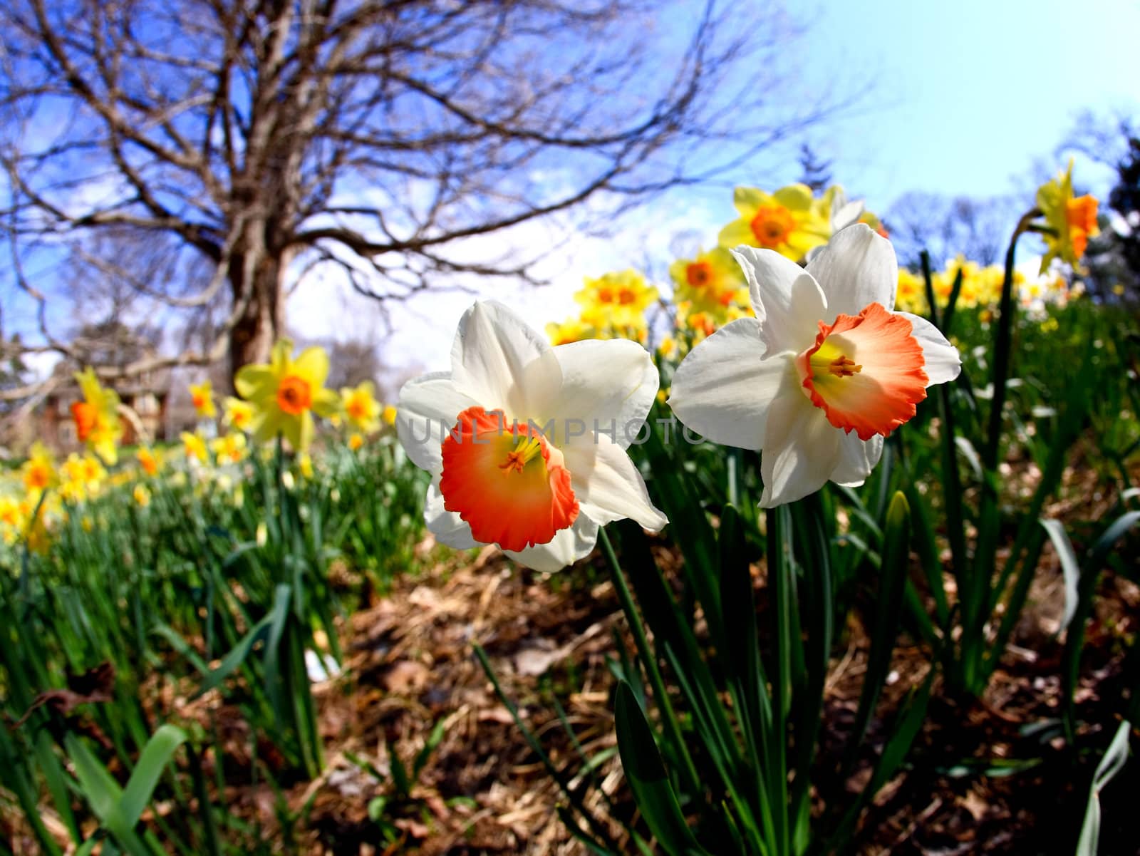 The daffodil closeup through a fisheye lens view