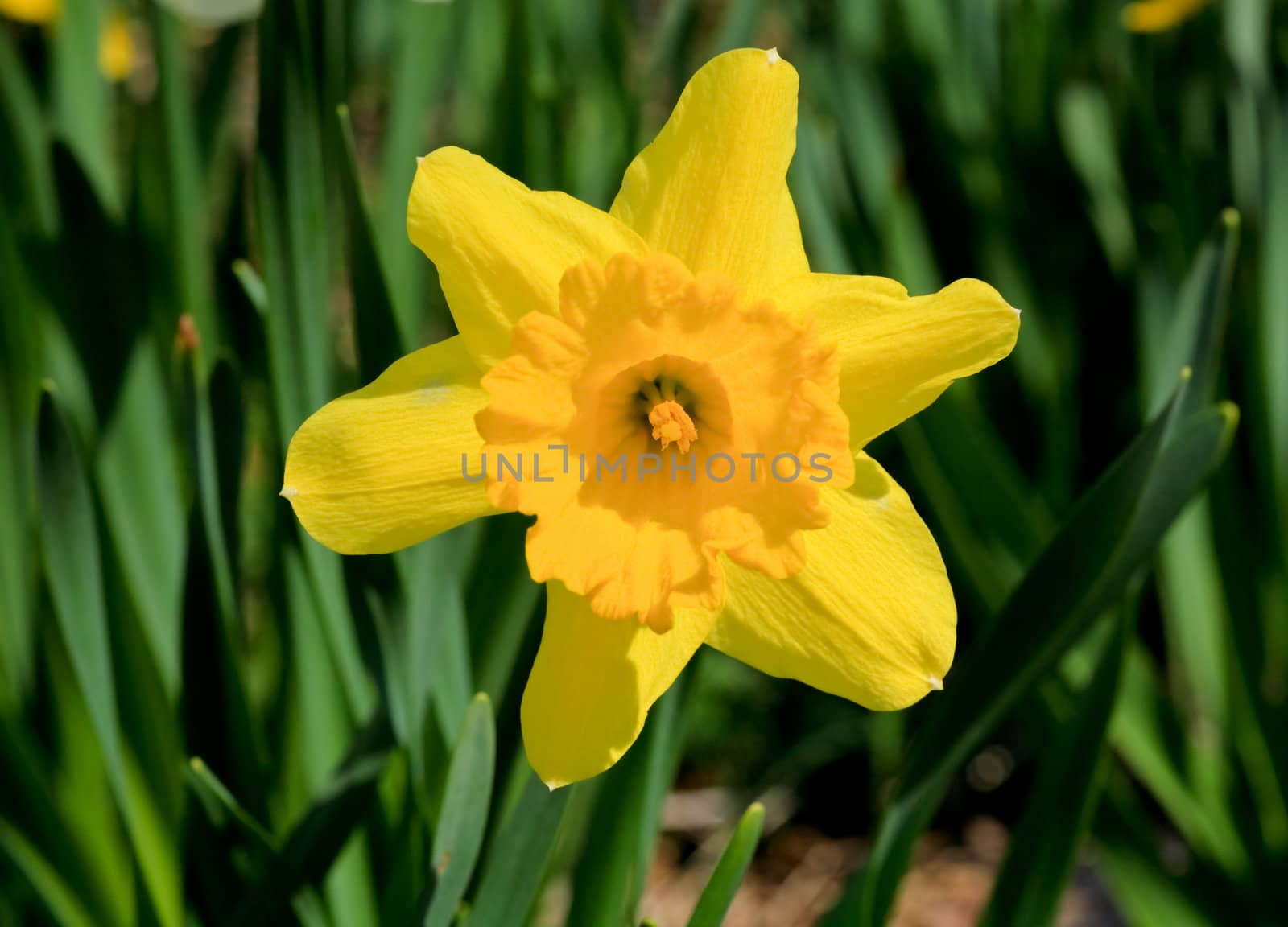 The daffodil closeup over a blur background