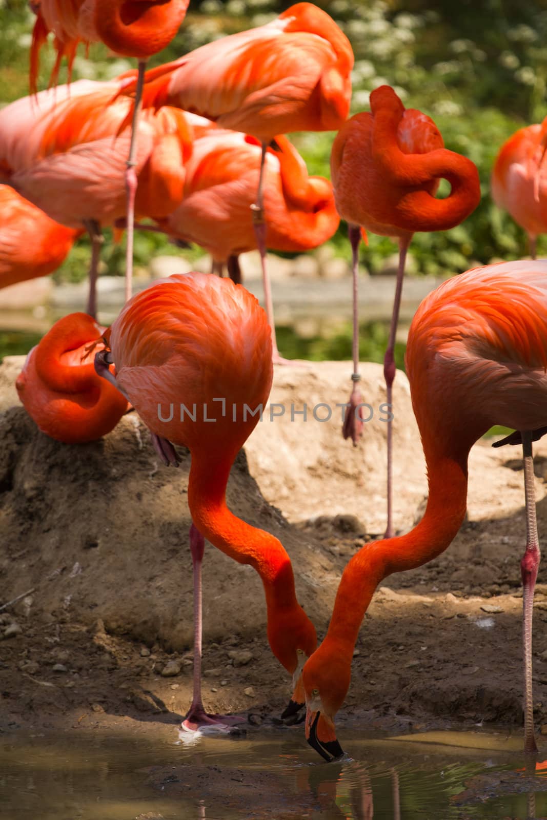 Flamingos at a watering hole in Europe in Summer