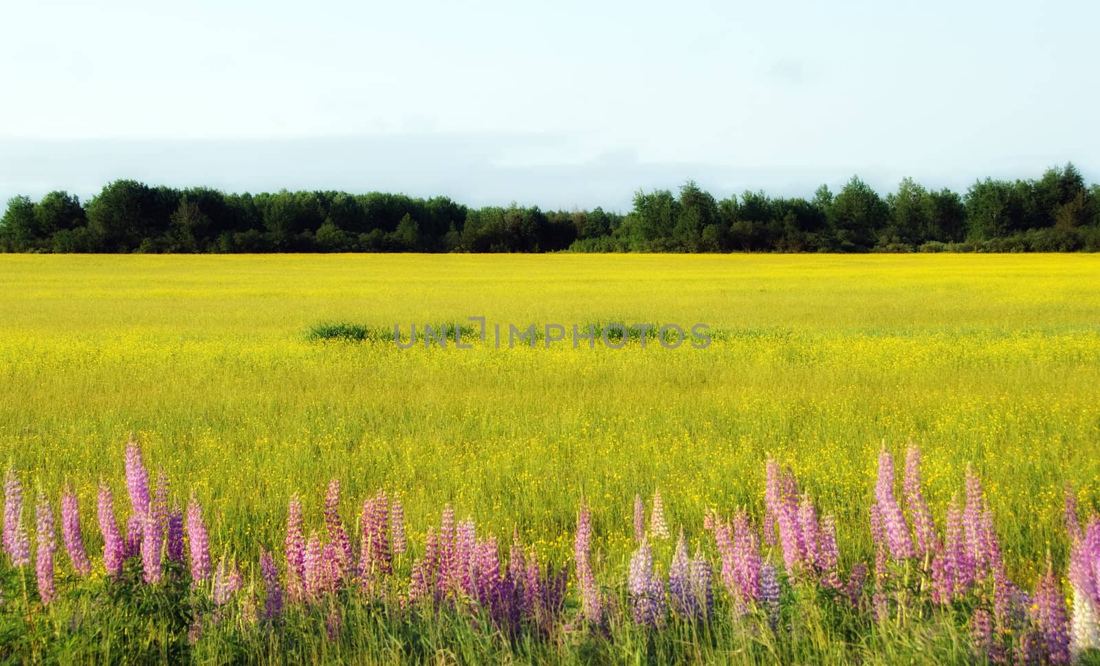 Wild lupines growing in a beside a cultivated field